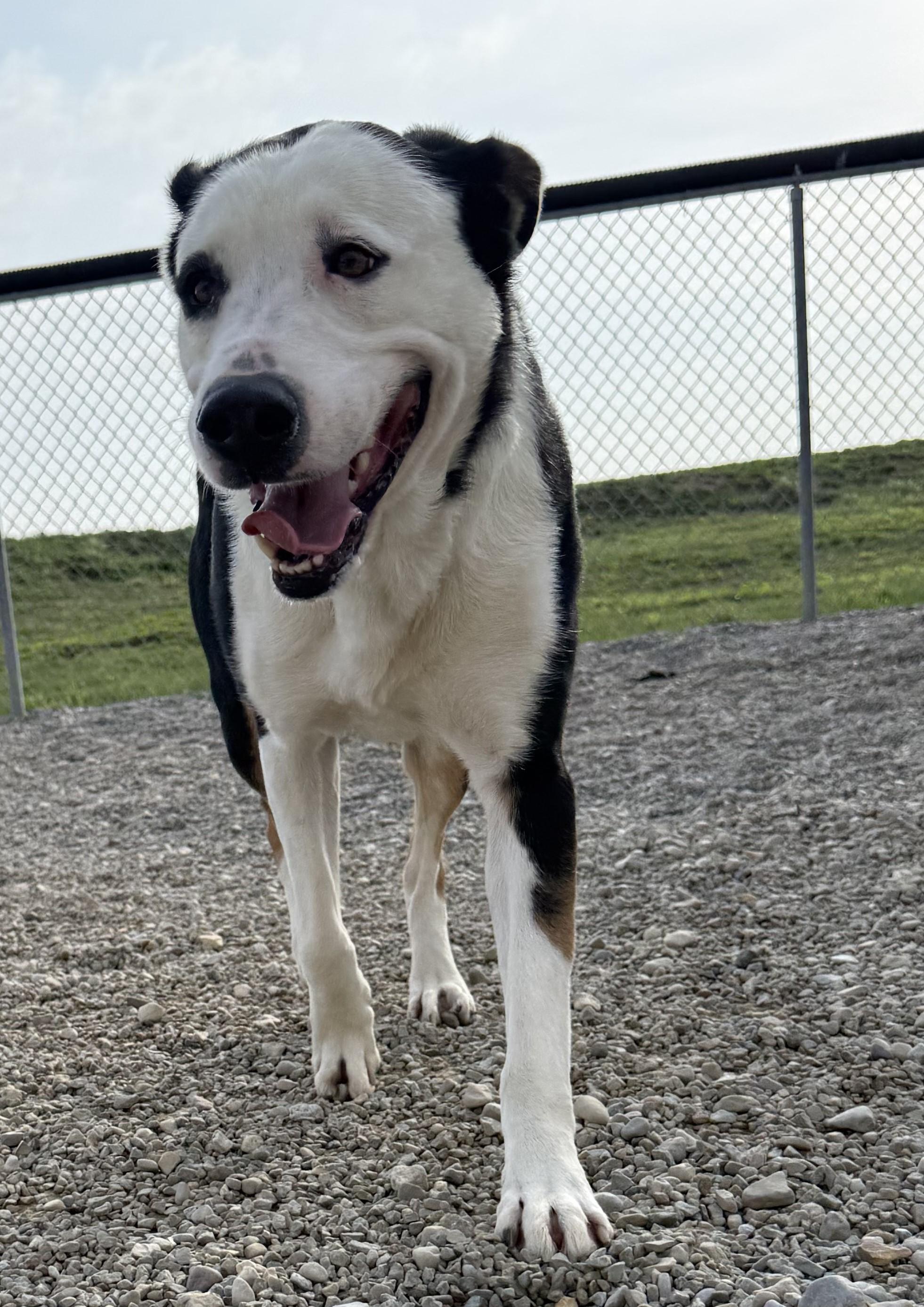 Heidi, an adopted mixed breed in Wilmington, OH image 3/6