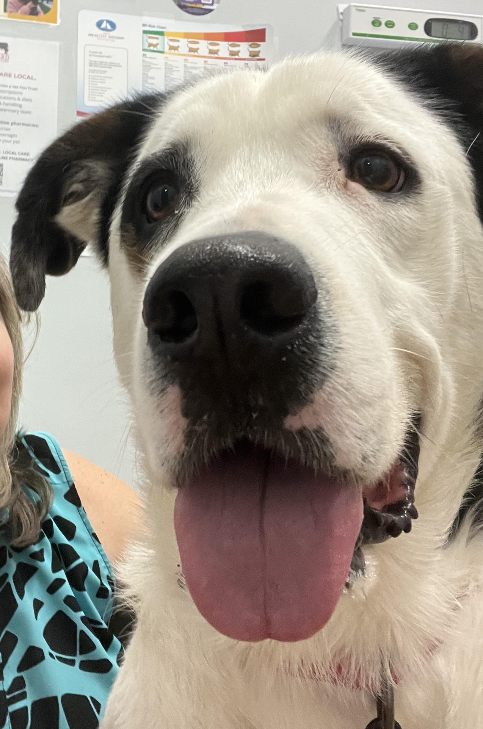 Heidi, an adopted mixed breed in Wilmington, OH image 2/6