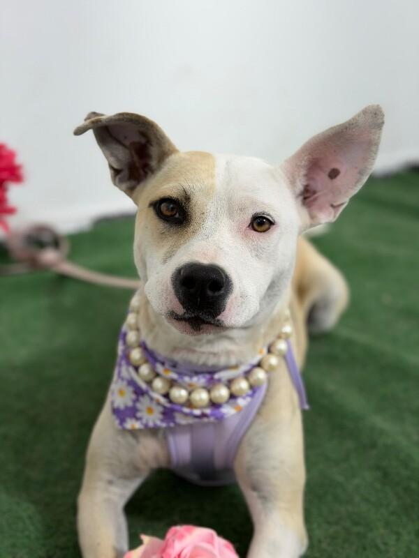 Rebecca-One of our Amazing Rescue Dogs, Adoptable, Young Female Carolina Dog & Whippet.