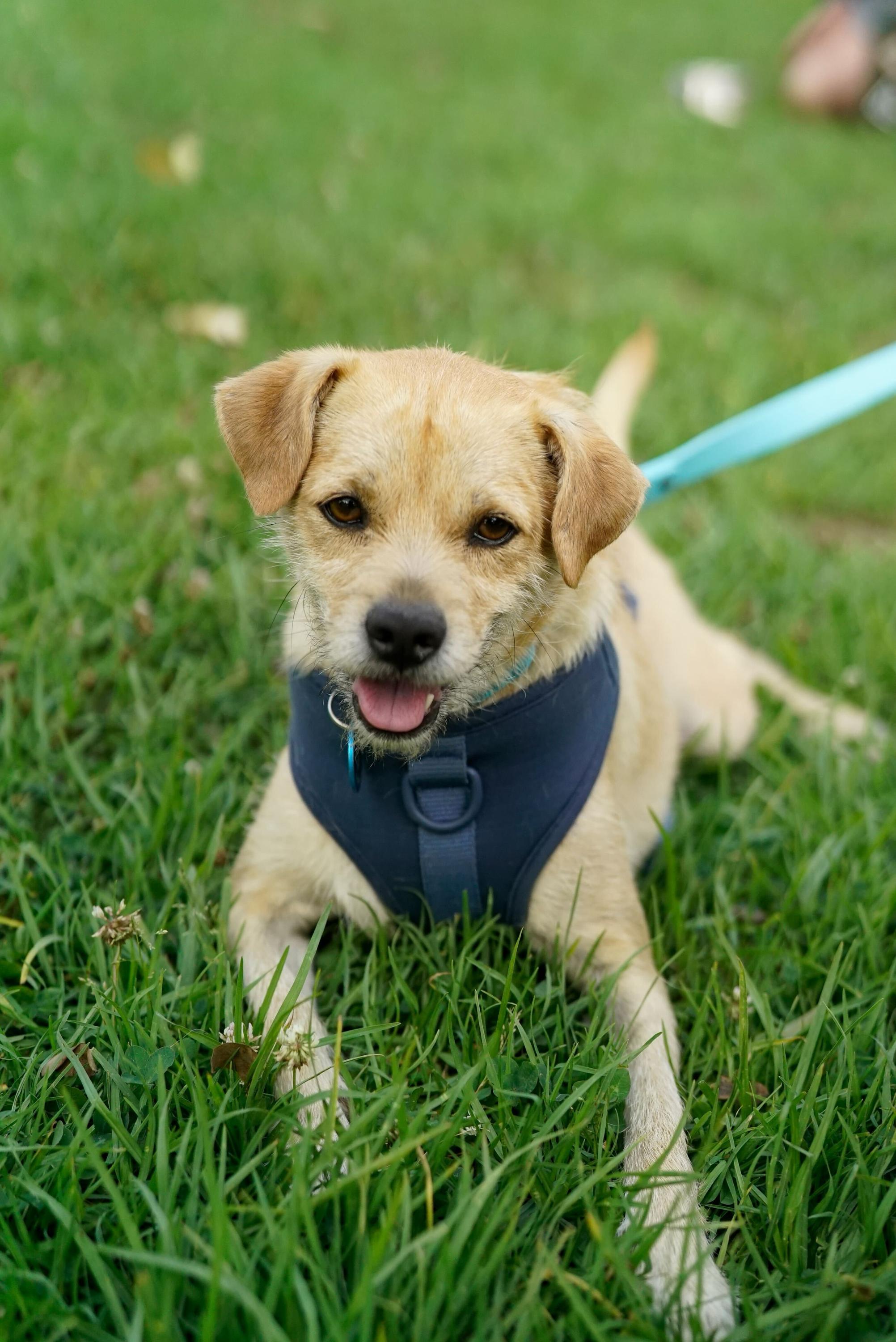 Wilbur, ADOPTABLE, Young Male Terrier.