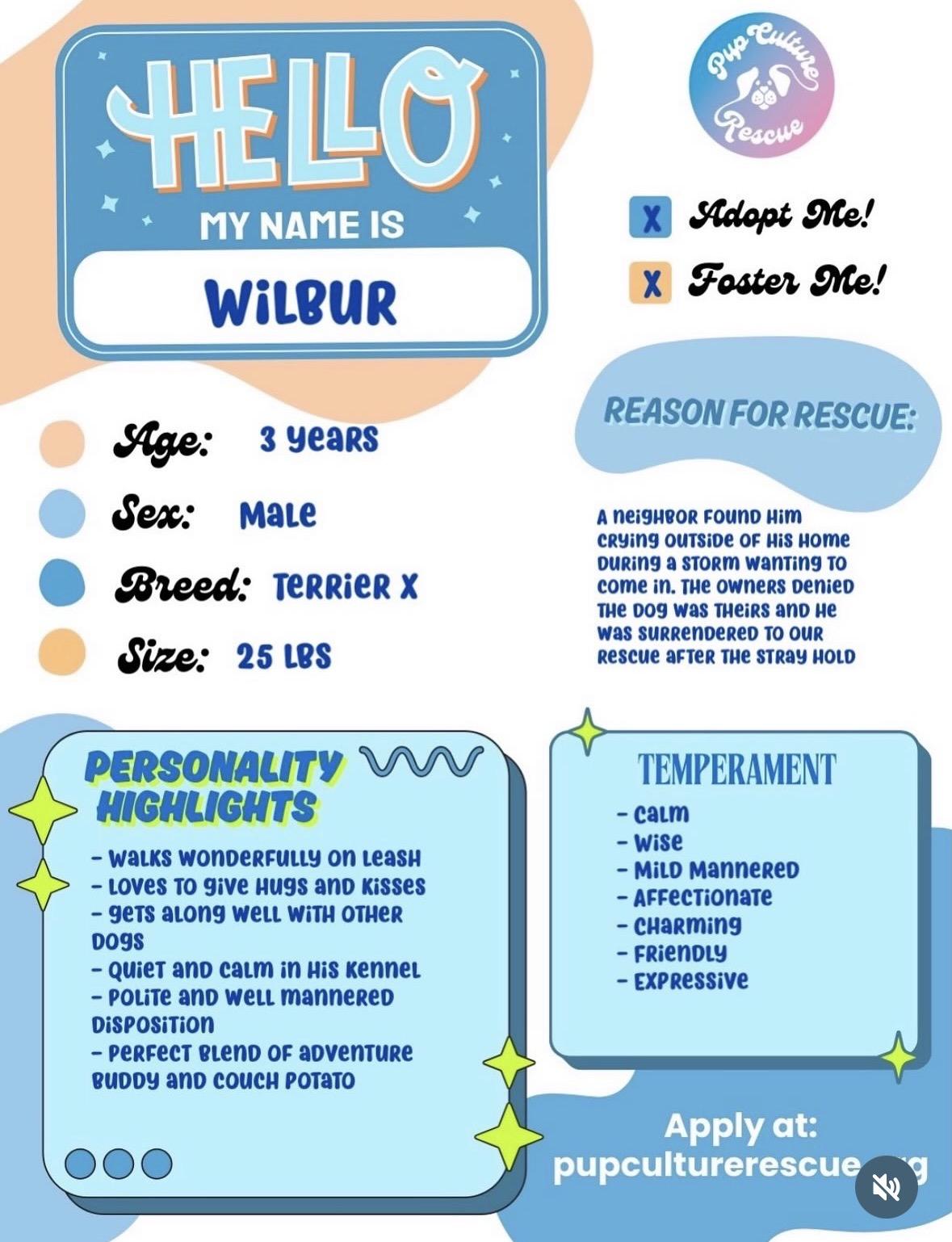 Enlarge Wilbur, a ADOPTABLE mixed breed in Pasadena, CA image 2/5