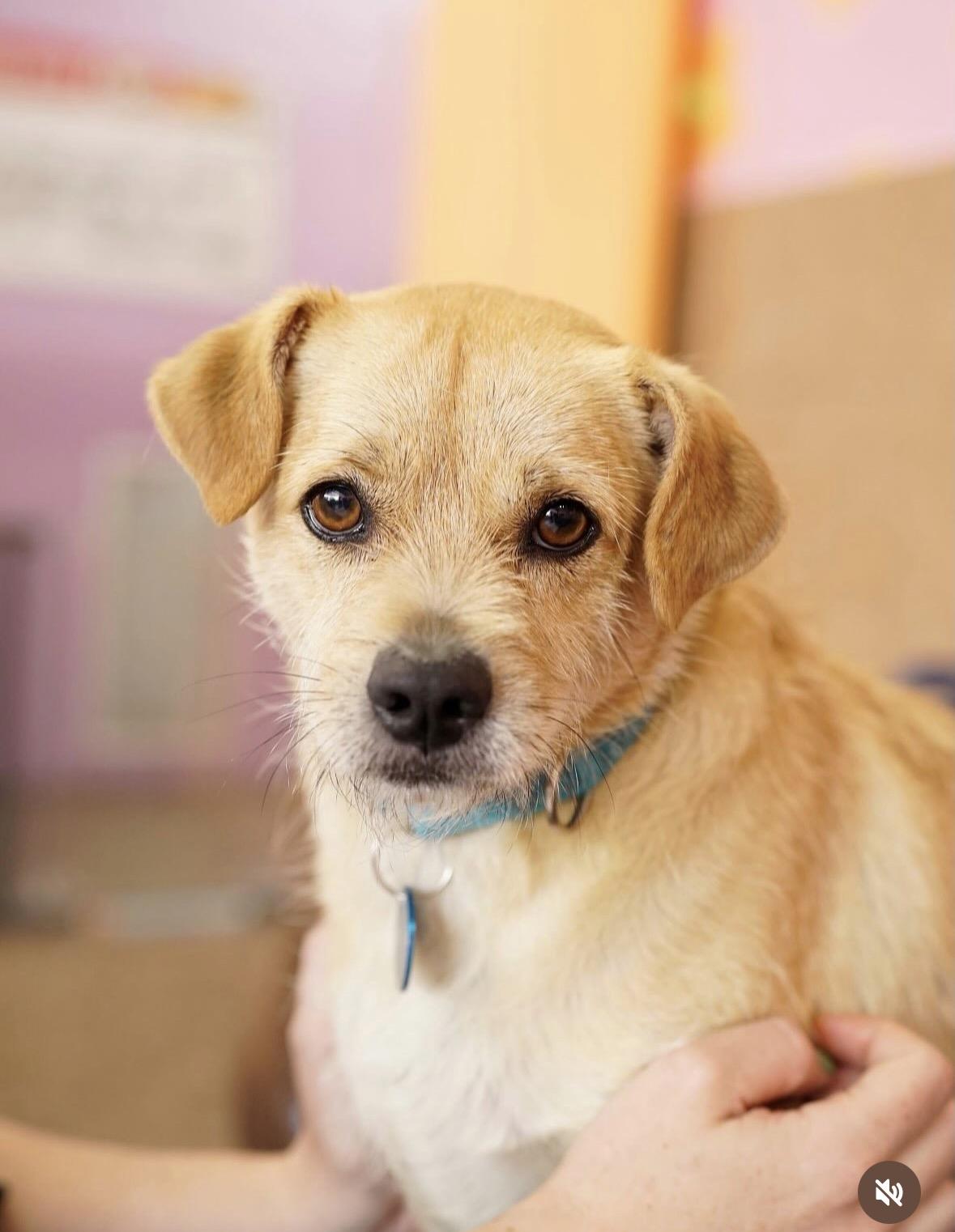 Enlarge Wilbur, a ADOPTABLE mixed breed in Pasadena, CA image 5/5