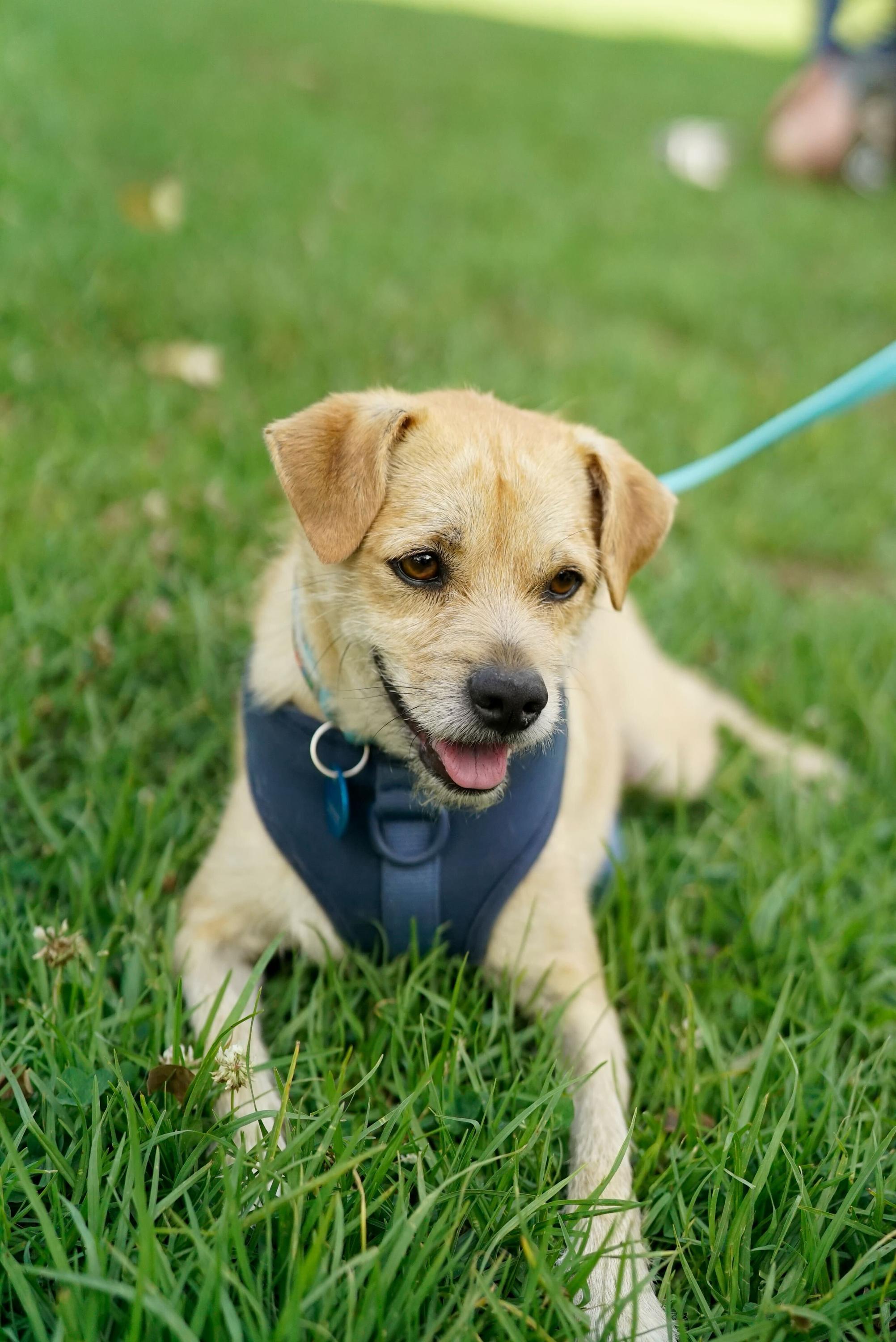 Enlarge Wilbur, a ADOPTABLE mixed breed in Pasadena, CA image 3/5