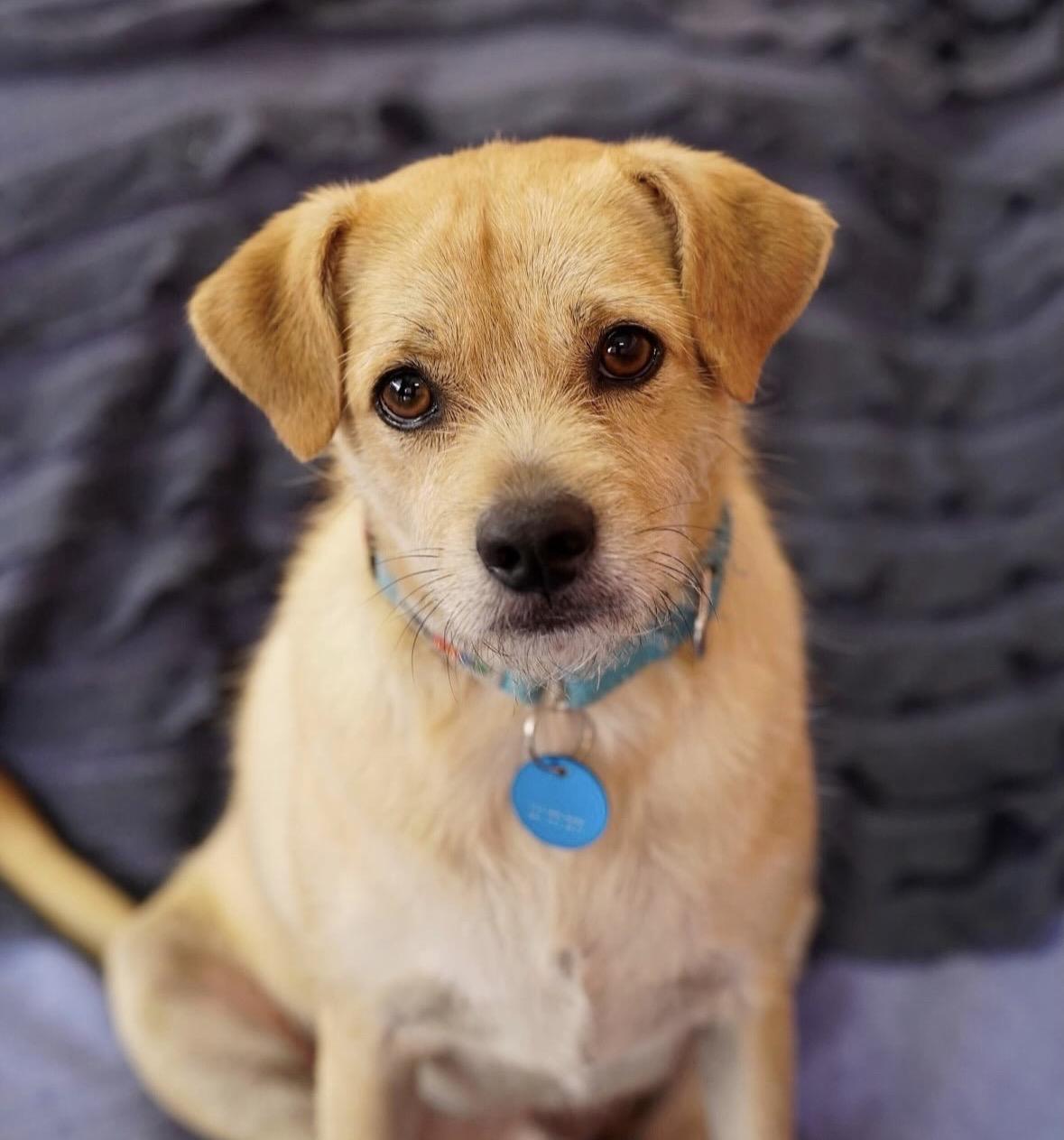 Enlarge Wilbur, a ADOPTABLE mixed breed in Pasadena, CA image 4/5