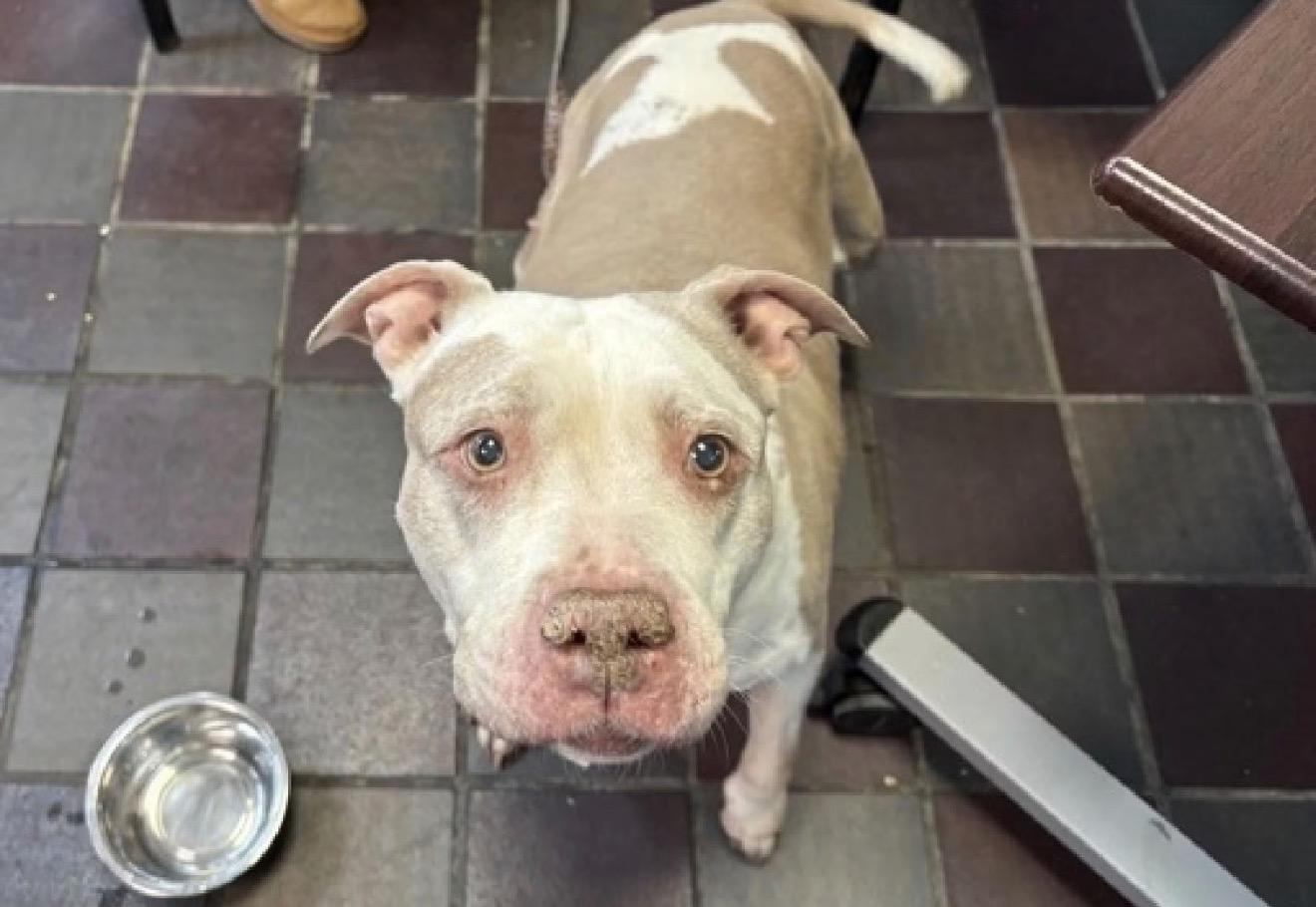 Jazzy, a ADOPTABLE mixed breed in Calverton, NY image 5/6