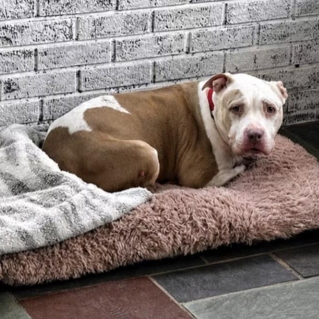 Jazzy, ADOPTABLE, Senior Female Pit Bull Terrier.