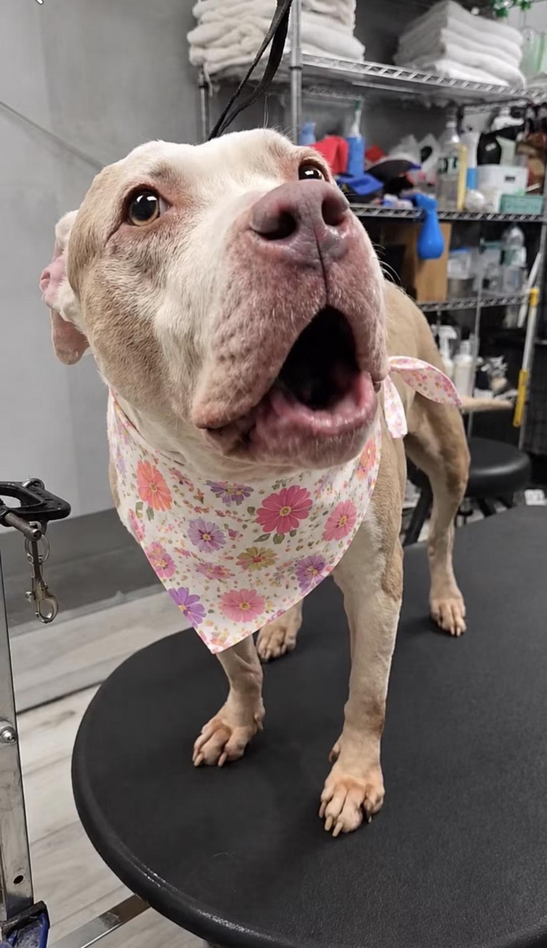 Jazzy, a ADOPTABLE mixed breed in Calverton, NY image 2/6