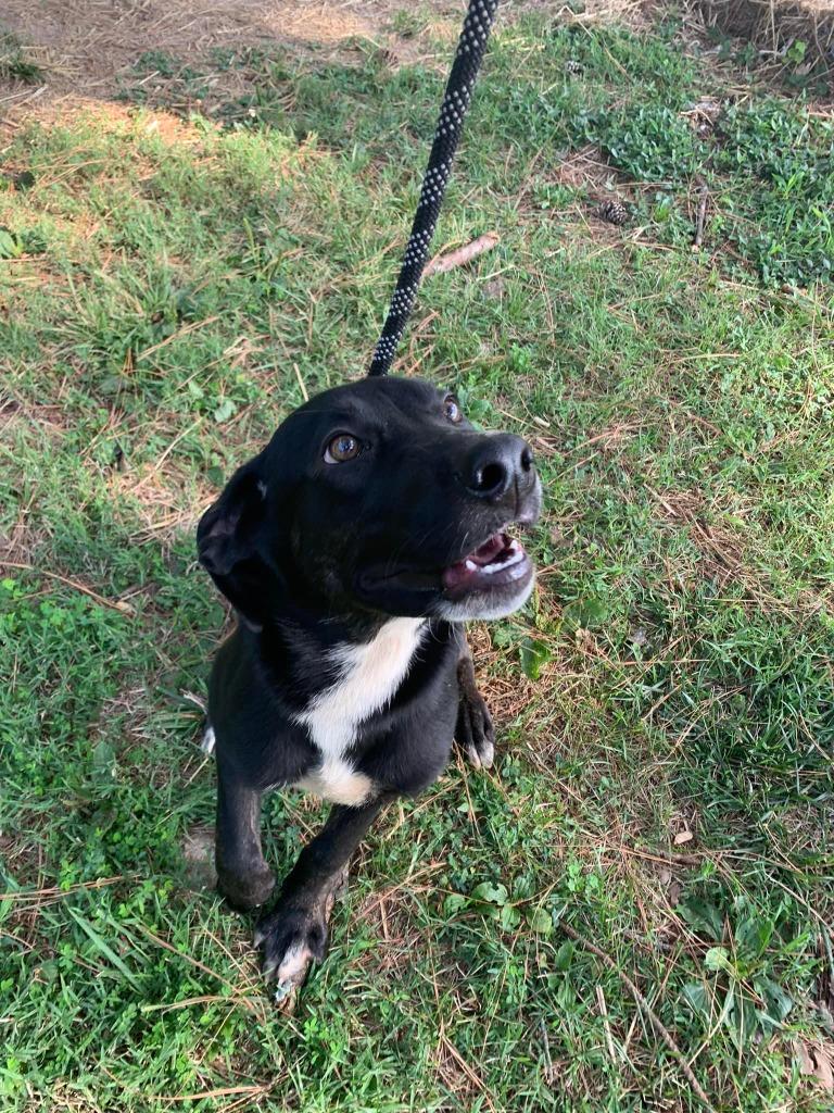 Enlarge Parker, a Adopted Labrador Retriever in Murphysboro, IL image 1/1