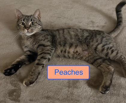 Enlarge Peaches, a Adoptable mixed breed in Beatrice, NE image 1/1
