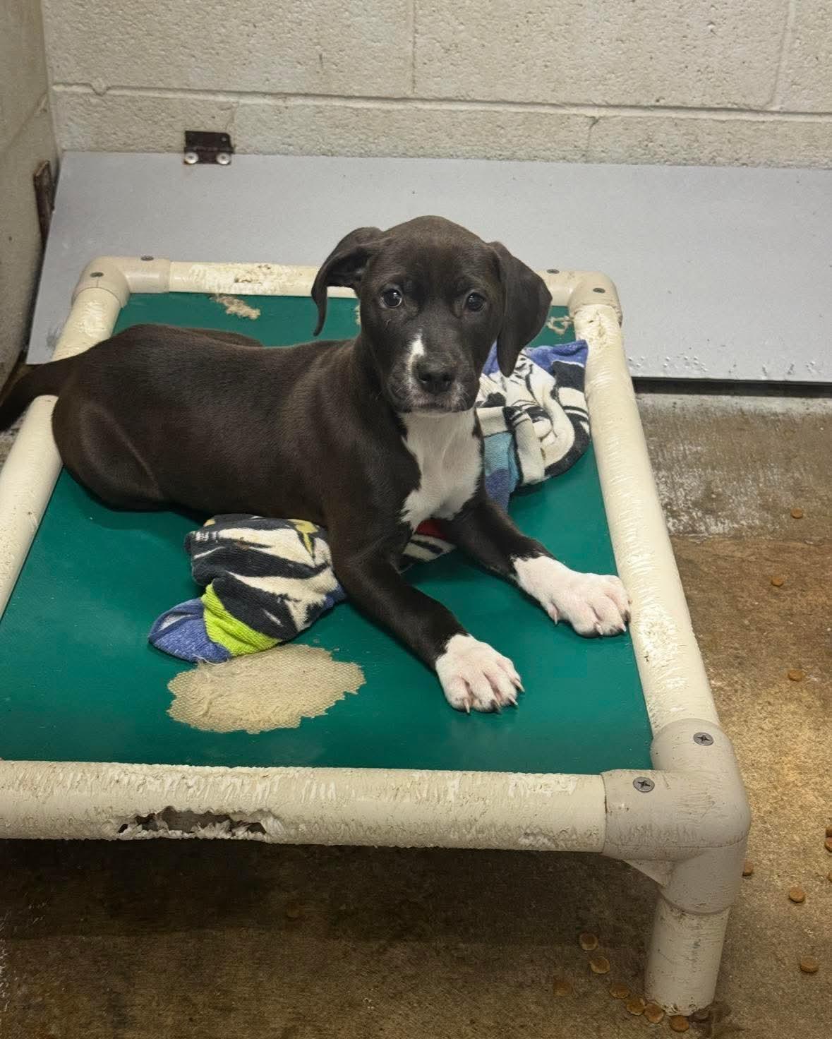 Starla, ADOPTABLE, Young Female Mixed Breed.