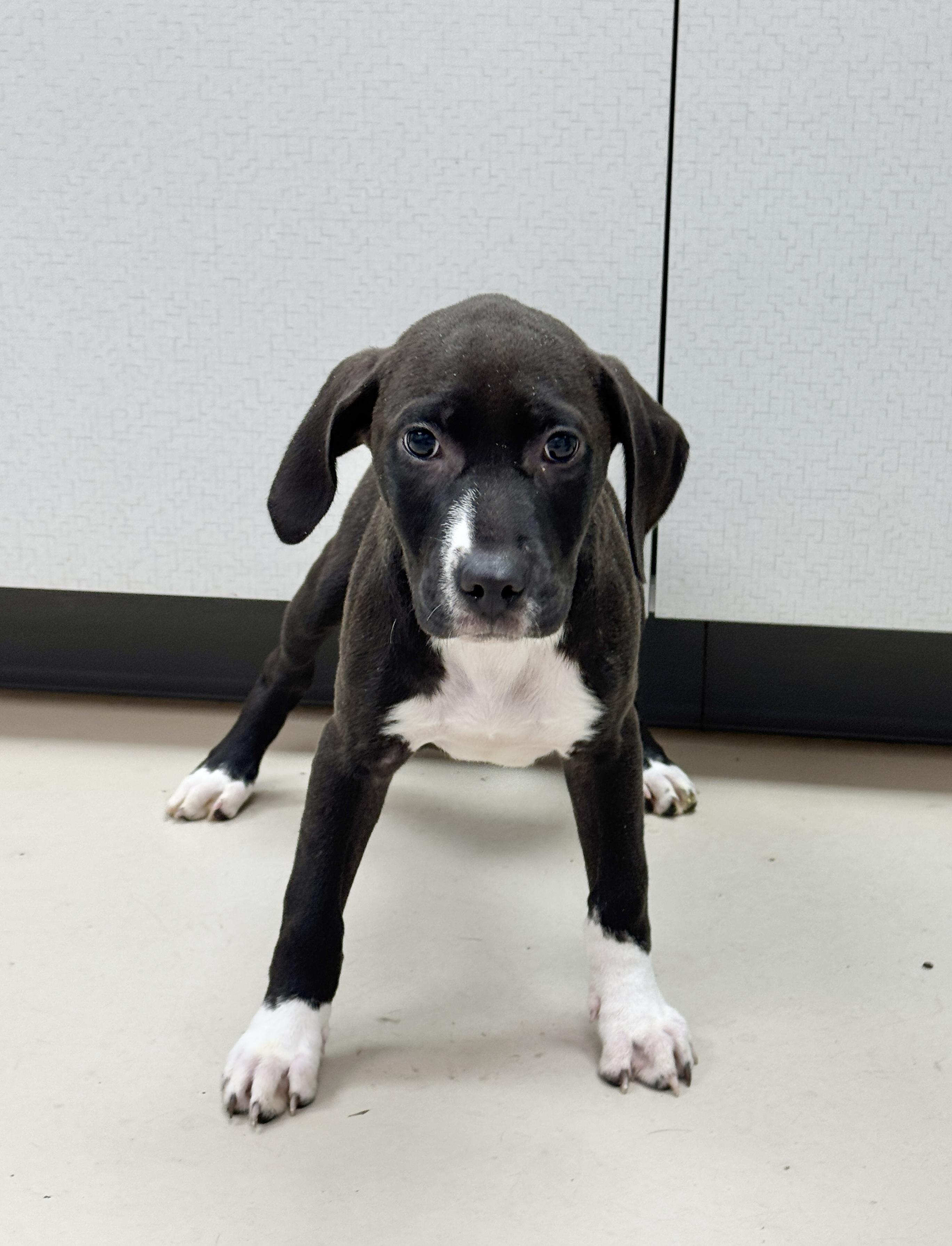 Starla, a ADOPTABLE Mixed Breed in Sumter, SC image 2/2