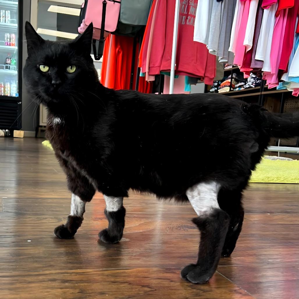 Enlarge Amos, a Adoptable Domestic Short Hair in Nashville, TN image 1/5