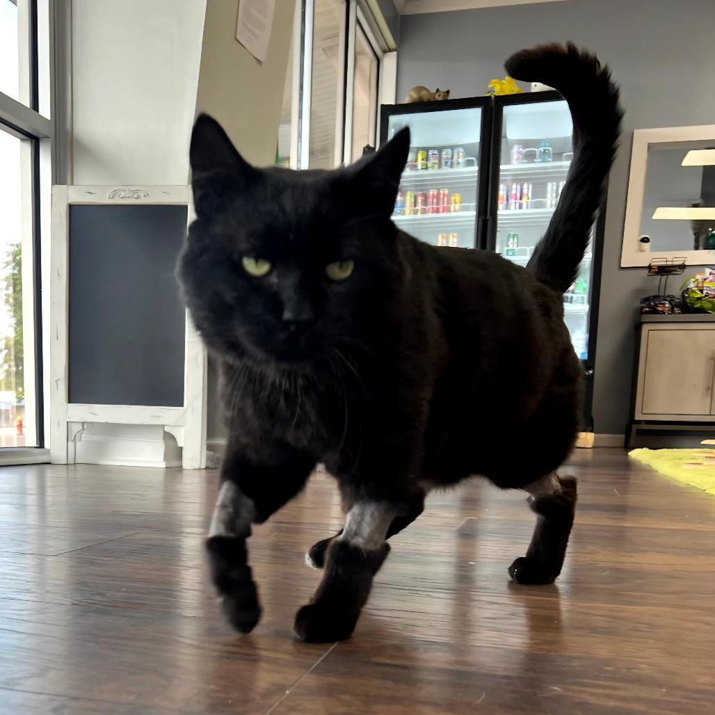 Enlarge Amos, a Adoptable Domestic Short Hair in Nashville, TN image 2/5