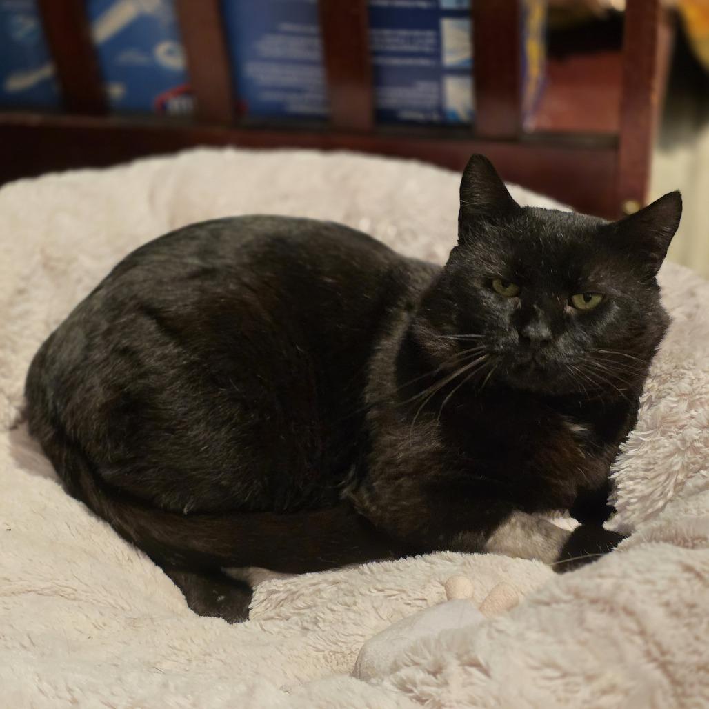 Enlarge Amos, a Adoptable Domestic Short Hair in Nashville, TN image 3/5