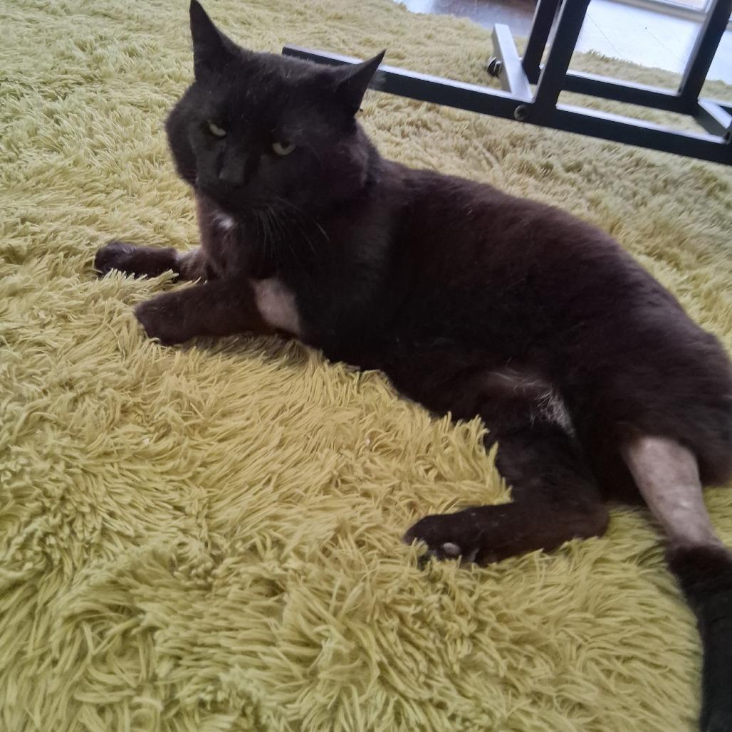 Enlarge Amos, a Adoptable Domestic Short Hair in Nashville, TN image 4/5