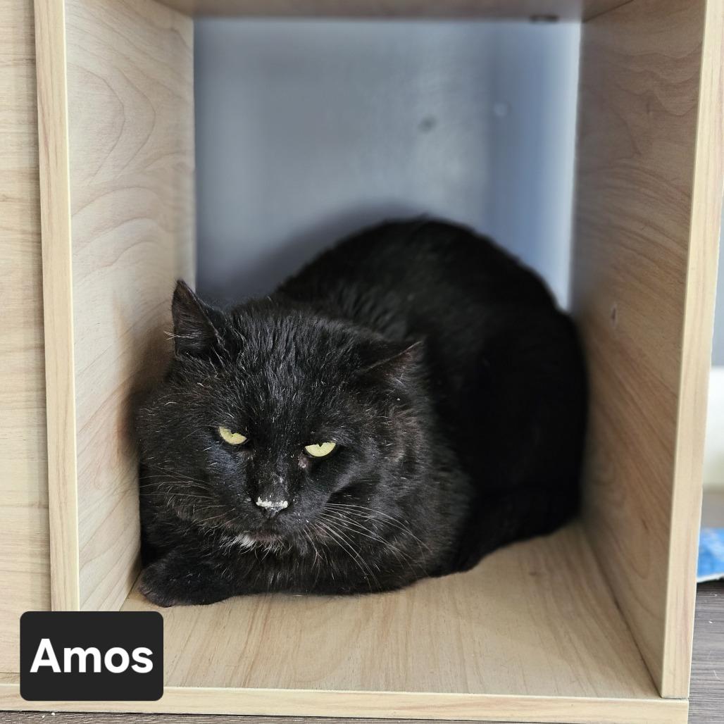 Enlarge Amos, a Adoptable Domestic Short Hair in Nashville, TN image 5/5