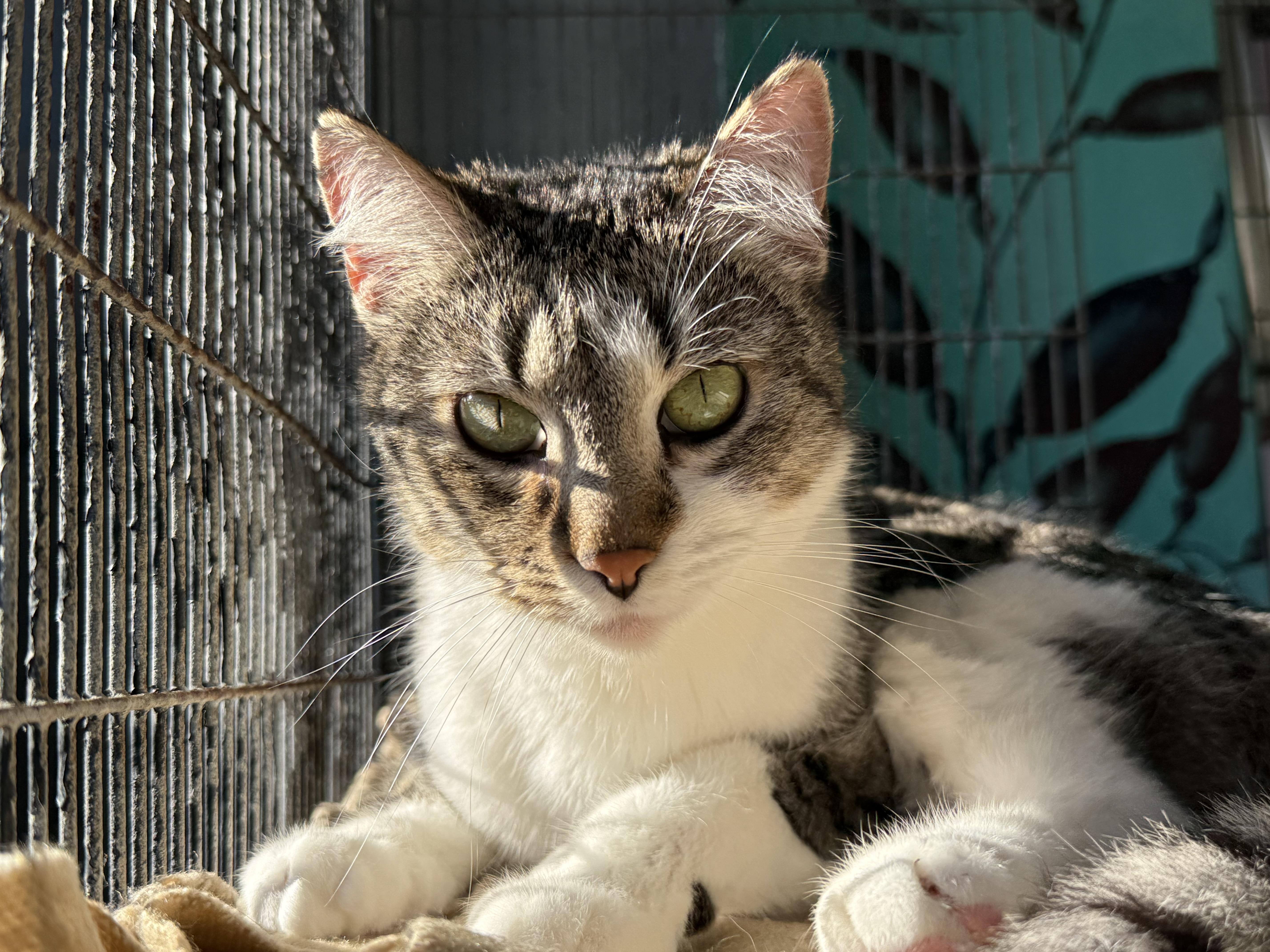 Enlarge Neptune, a Adoptable American Shorthair in Newport Beach, CA image 1/6