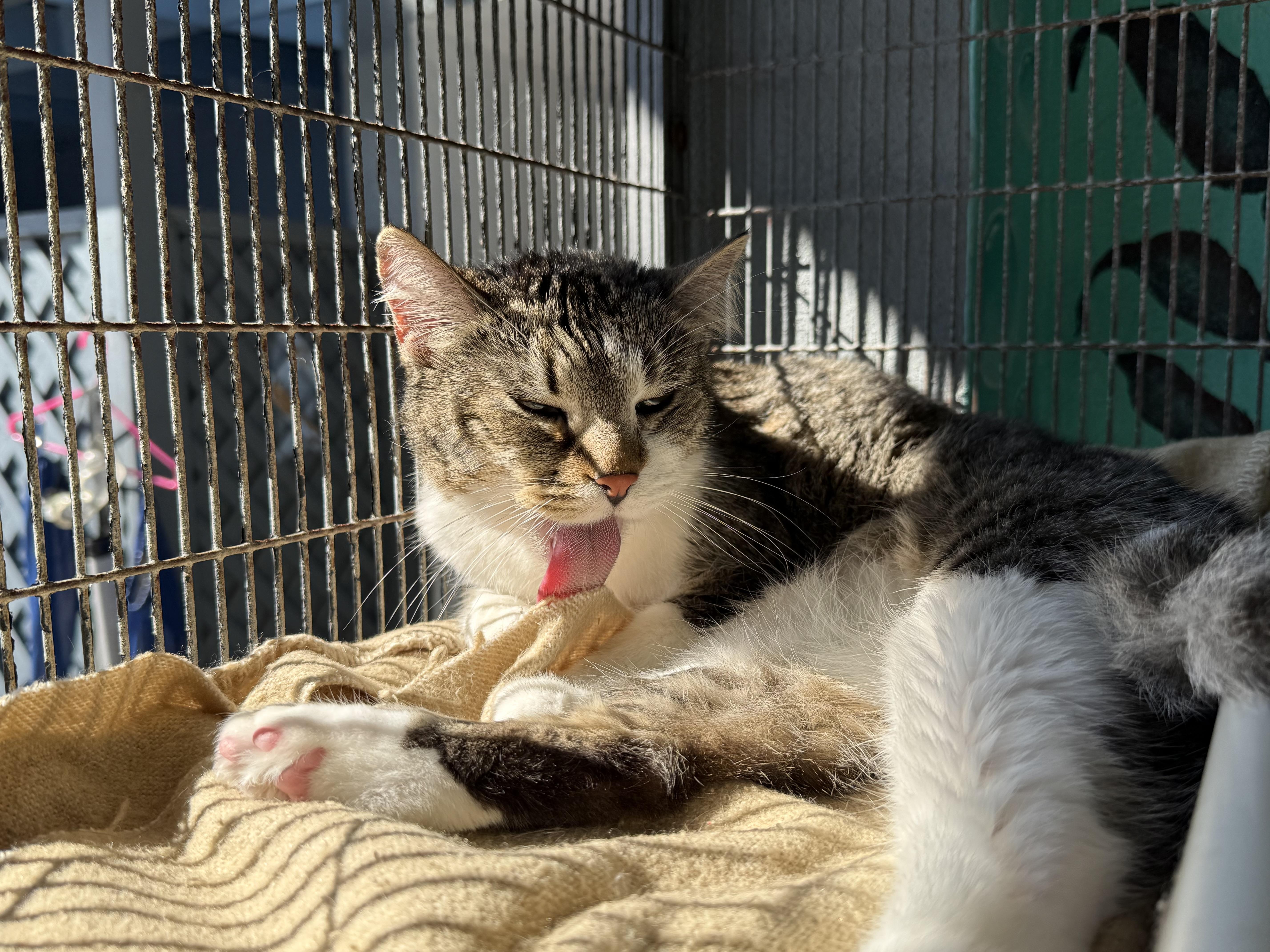 Enlarge Neptune, a Adoptable American Shorthair in Newport Beach, CA image 6/6