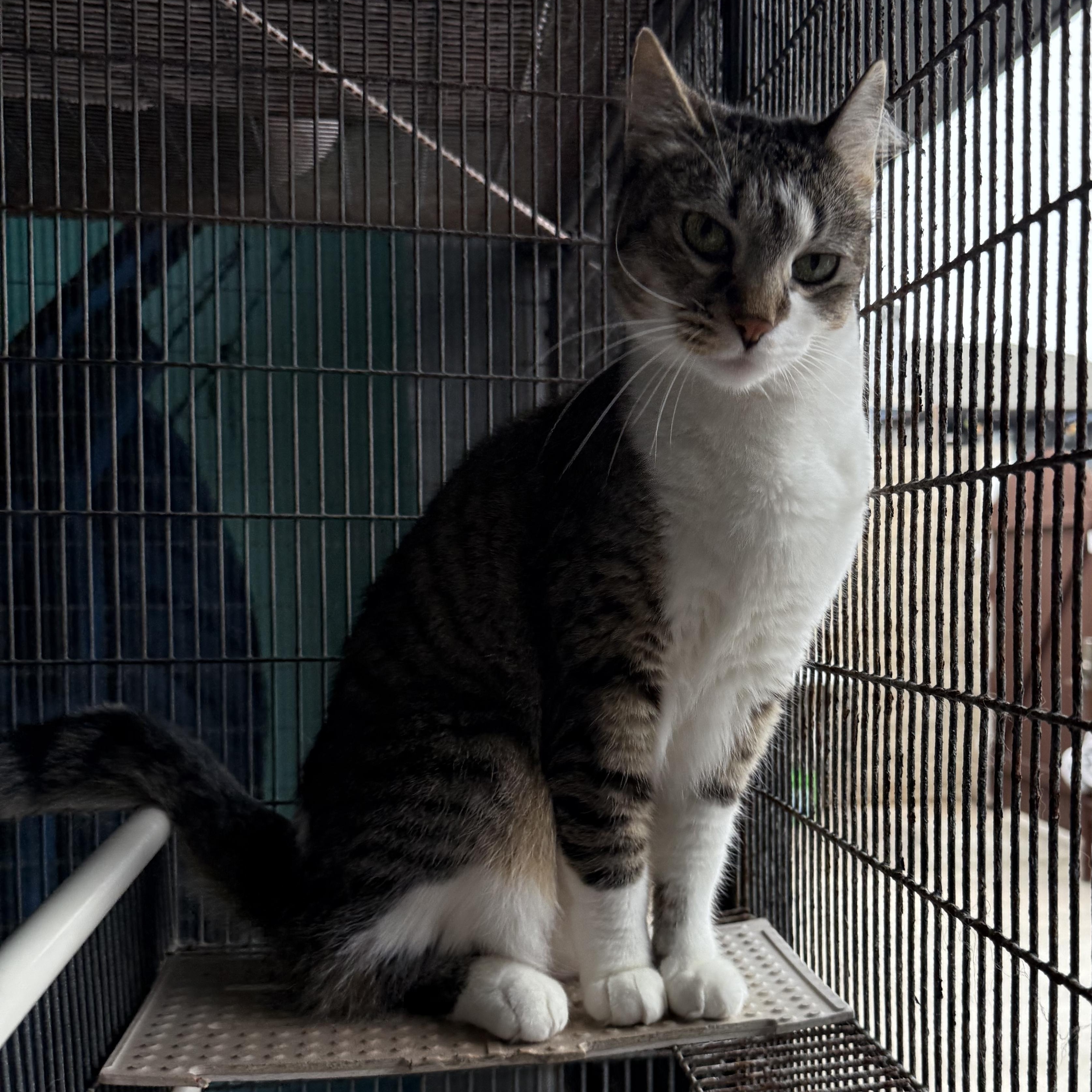 Enlarge Neptune, a Adoptable American Shorthair in Newport Beach, CA image 1/5