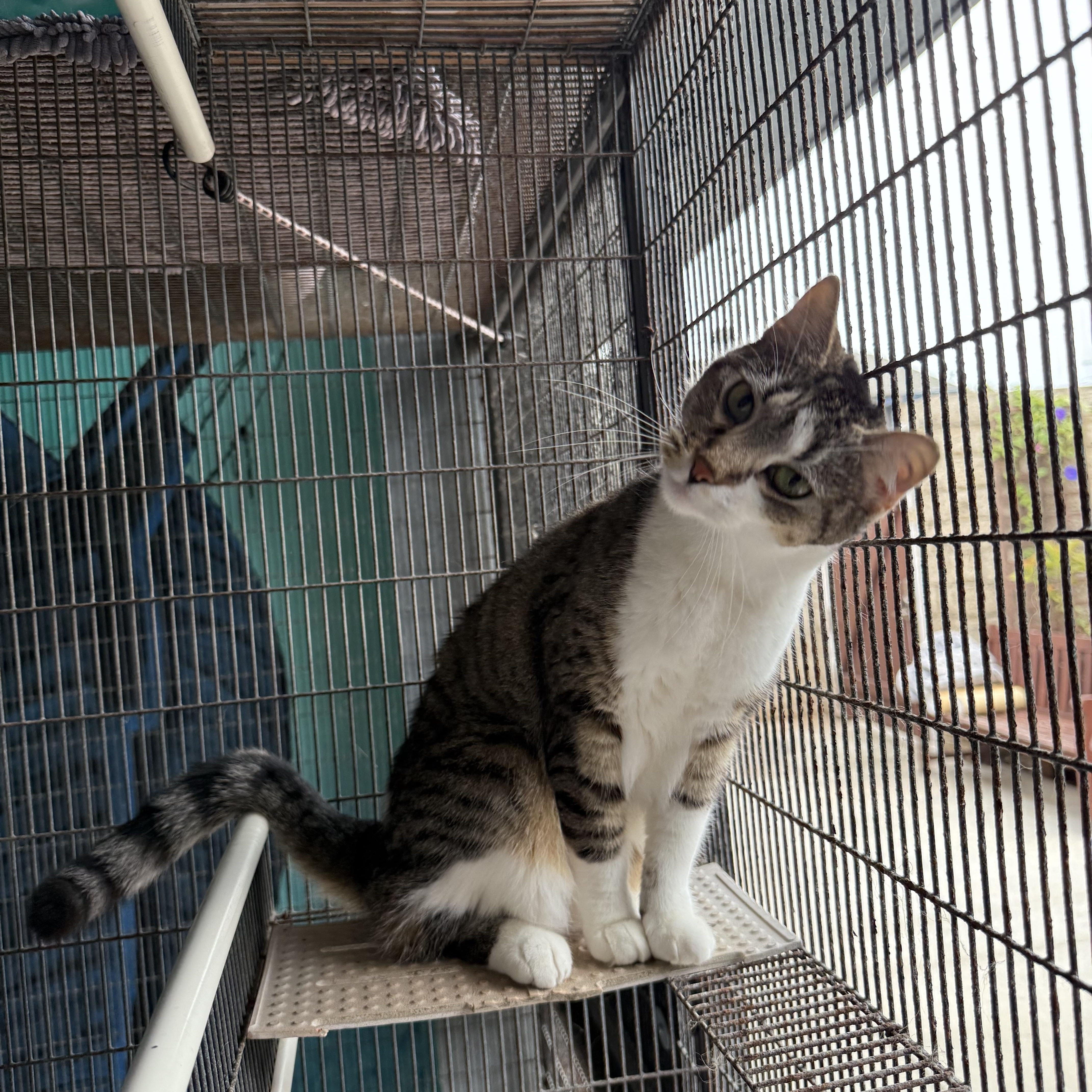 Enlarge Neptune, a Adoptable American Shorthair in Newport Beach, CA image 3/5