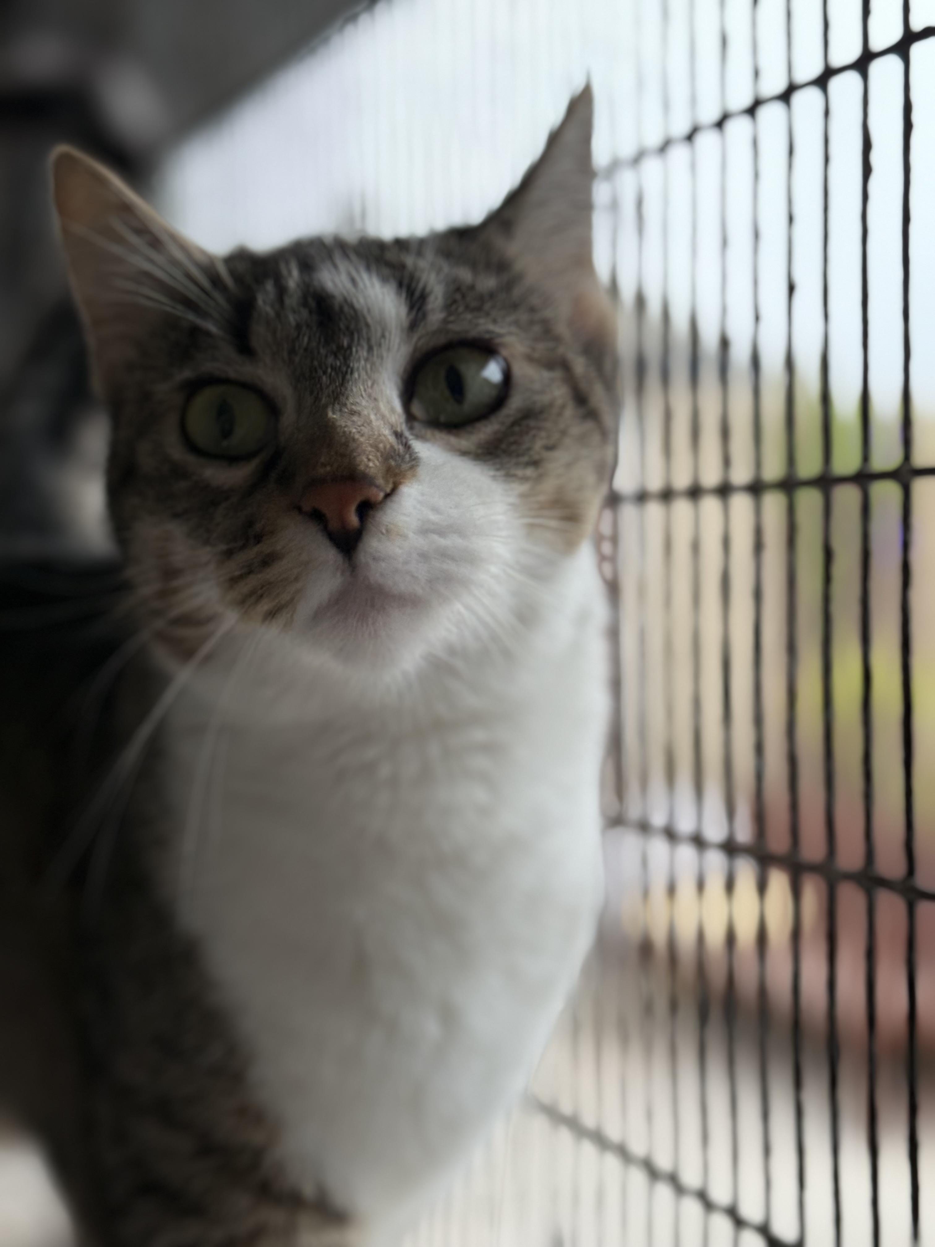 Enlarge Neptune, a Adoptable American Shorthair in Newport Beach, CA image 4/5
