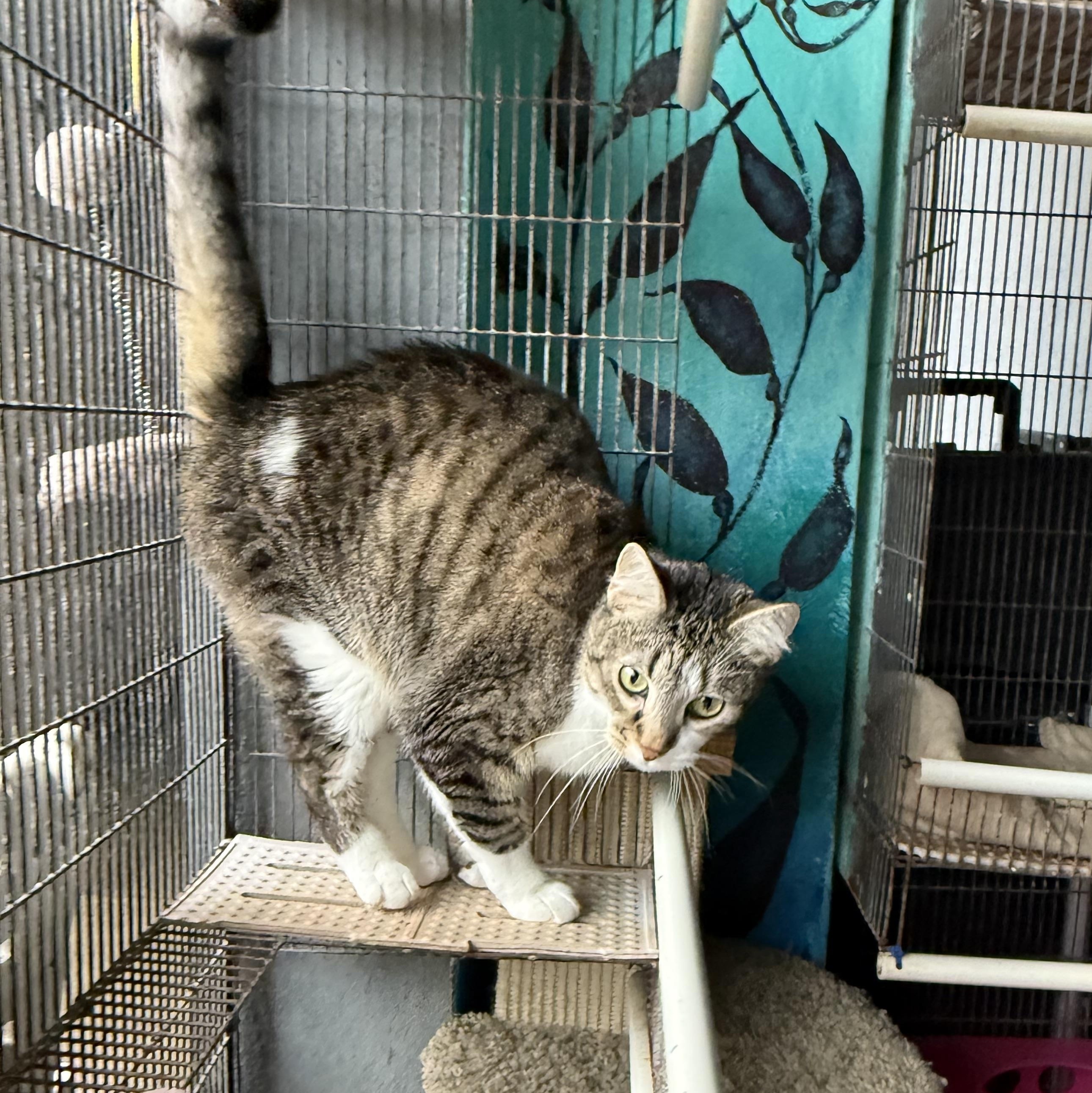 Enlarge Neptune, a Adoptable American Shorthair in Newport Beach, CA image 5/5