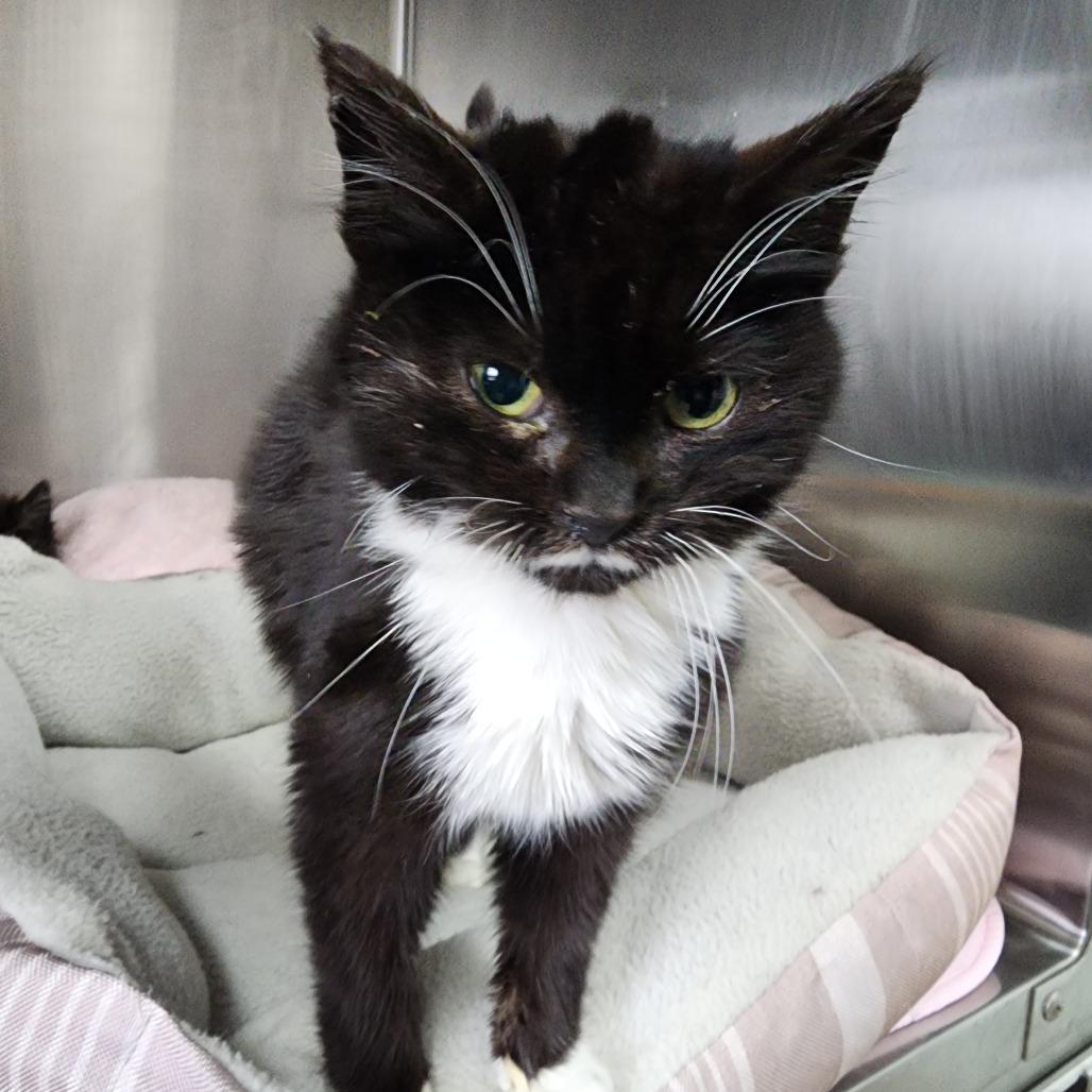 Enlarge Abalene, a Adoptable Domestic Long Hair in Dixon, IL image 1/4