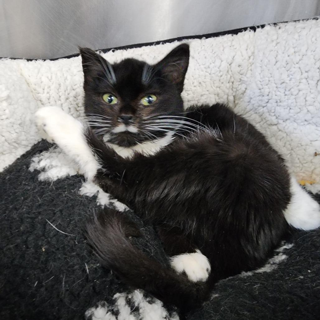 Enlarge Abalene, a Adoptable Domestic Long Hair in Dixon, IL image 2/4