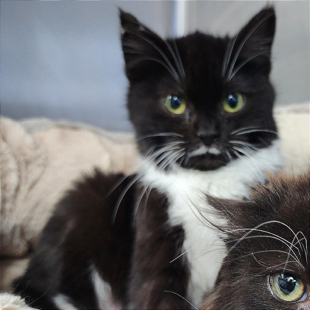 Enlarge Abalene, a Adoptable Domestic Long Hair in Dixon, IL image 3/4