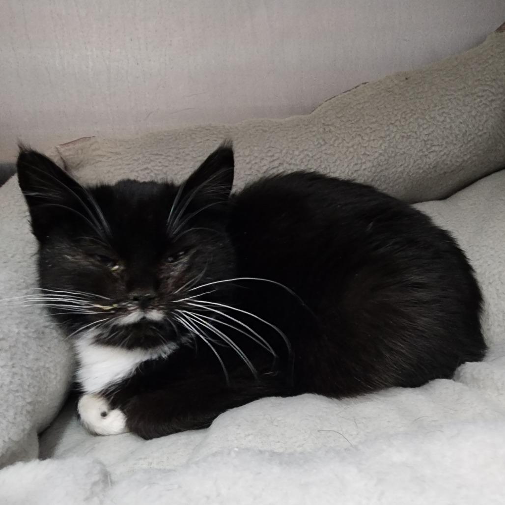 Enlarge Abalene, a Adoptable Domestic Long Hair in Dixon, IL image 4/4