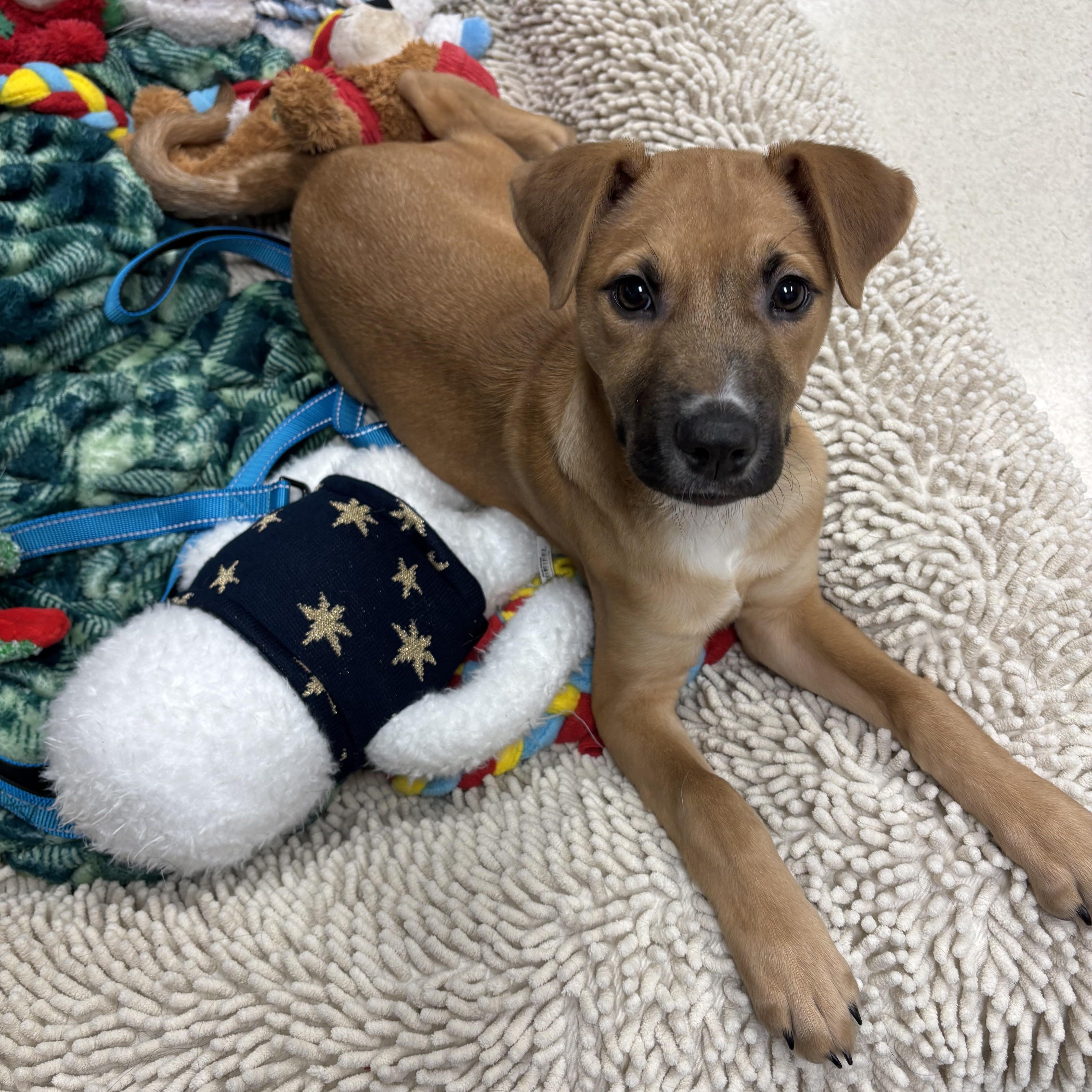 Ender, ADOPTABLE, Puppy Male Mixed Breed.