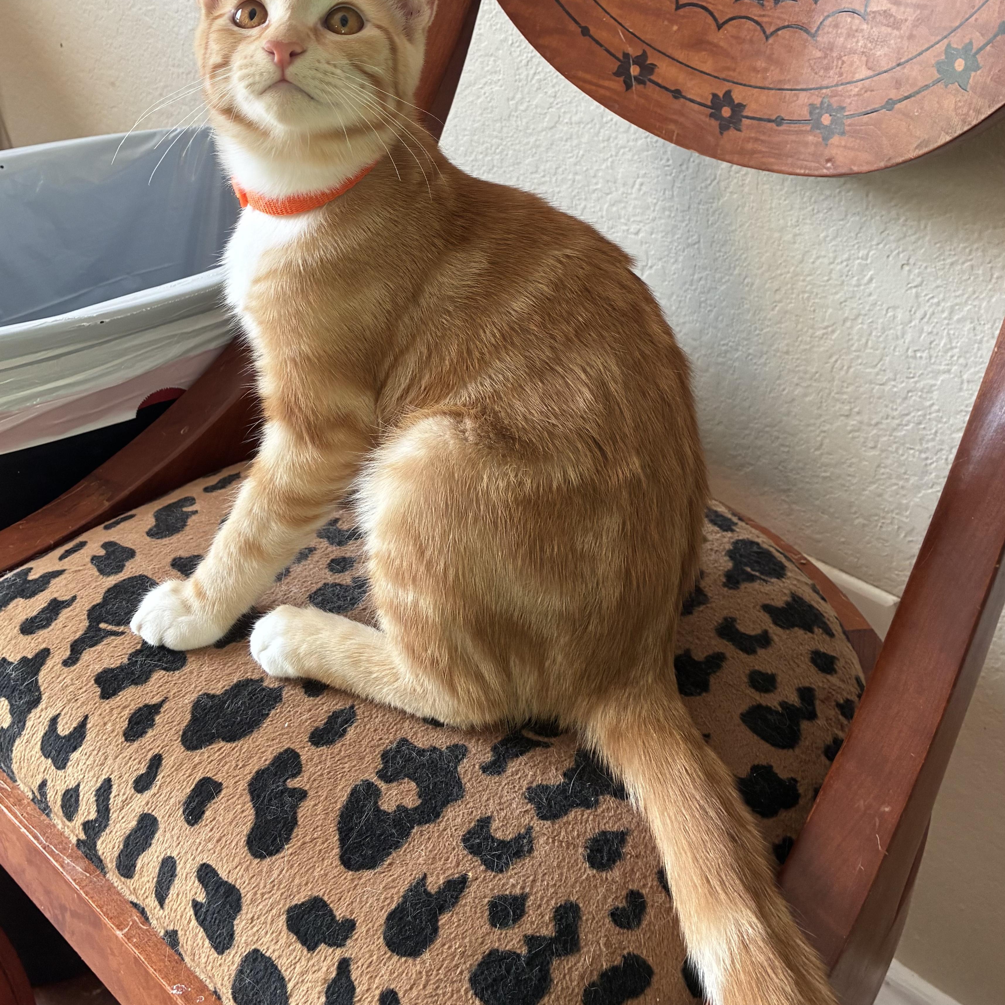 Arch Manning & McKenna Morrow *bonded pair*, Adoptable, Young Female Domestic Short Hair & Tabby.