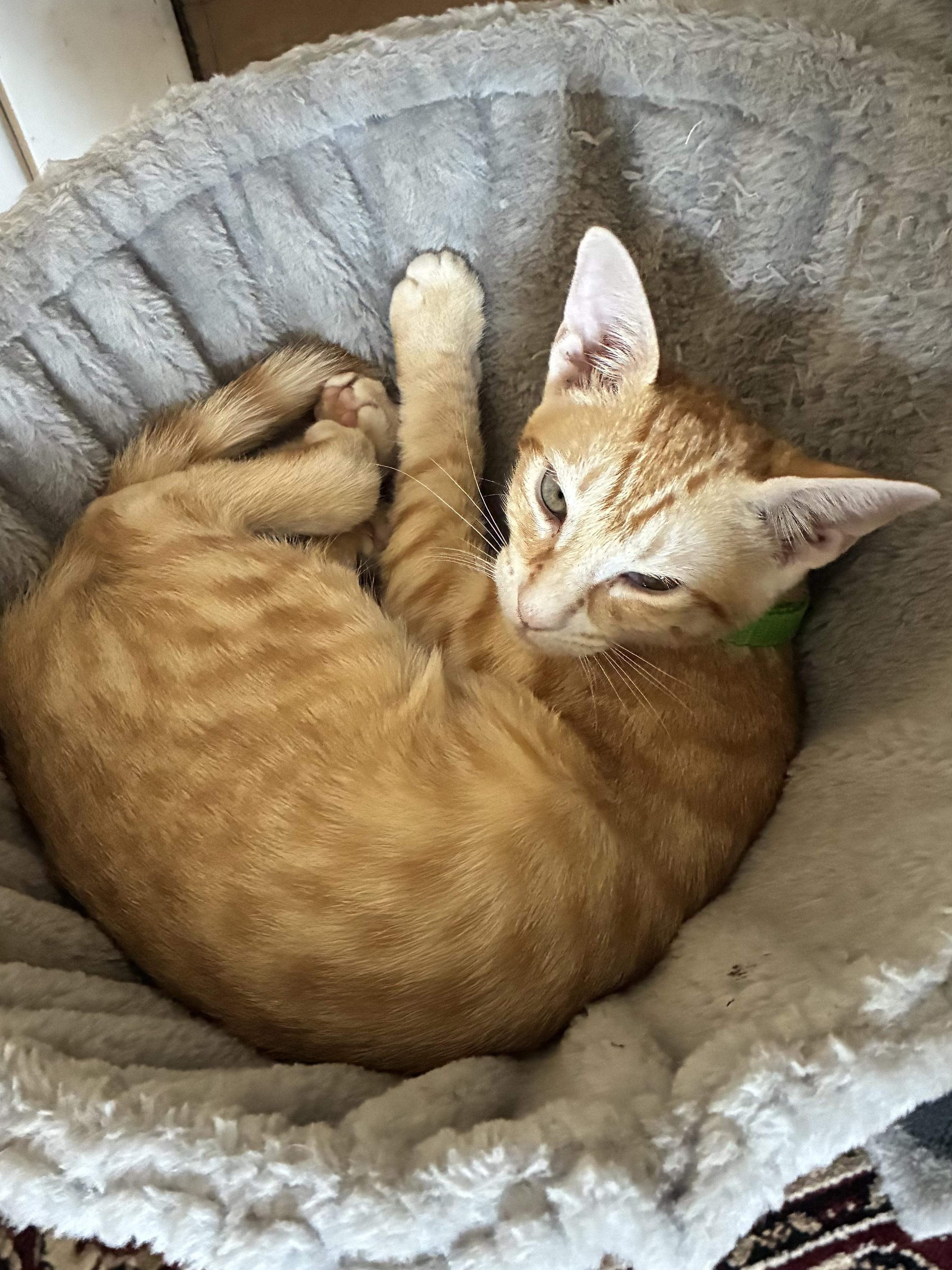 Enlarge Arch Manning & McKenna Morrow *bonded pair*, a Adoptable mixed breed in Austin, TX image 3/5