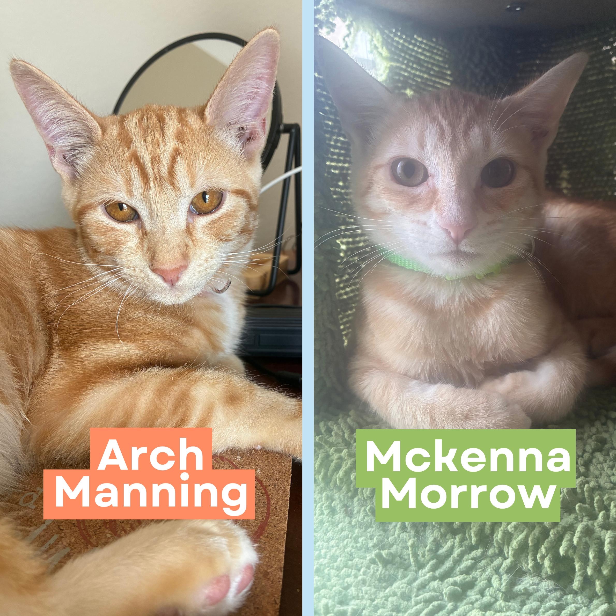 Enlarge Arch Manning & McKenna Morrow *bonded pair*, a Adoptable mixed breed in Austin, TX image 1/5