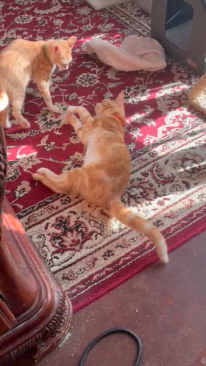 Enlarge Arch Manning & McKenna Morrow *bonded pair*, a Adoptable mixed breed in Austin, TX video 4/5