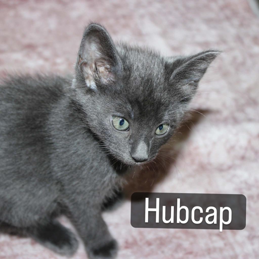 Hubcap (Qt), Adoptable, Kitten Female Domestic Short Hair.