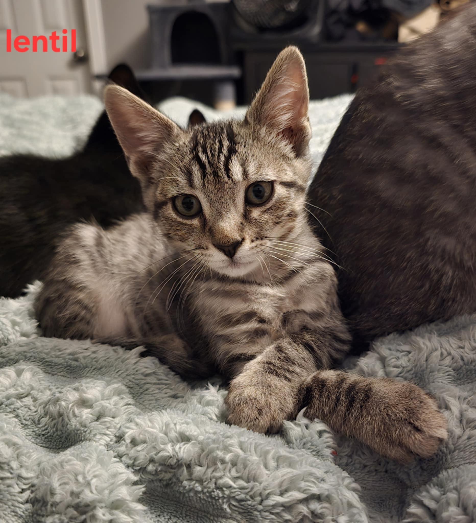 Lentil, a Adoptable mixed breed in Plain City, OH image 1/3