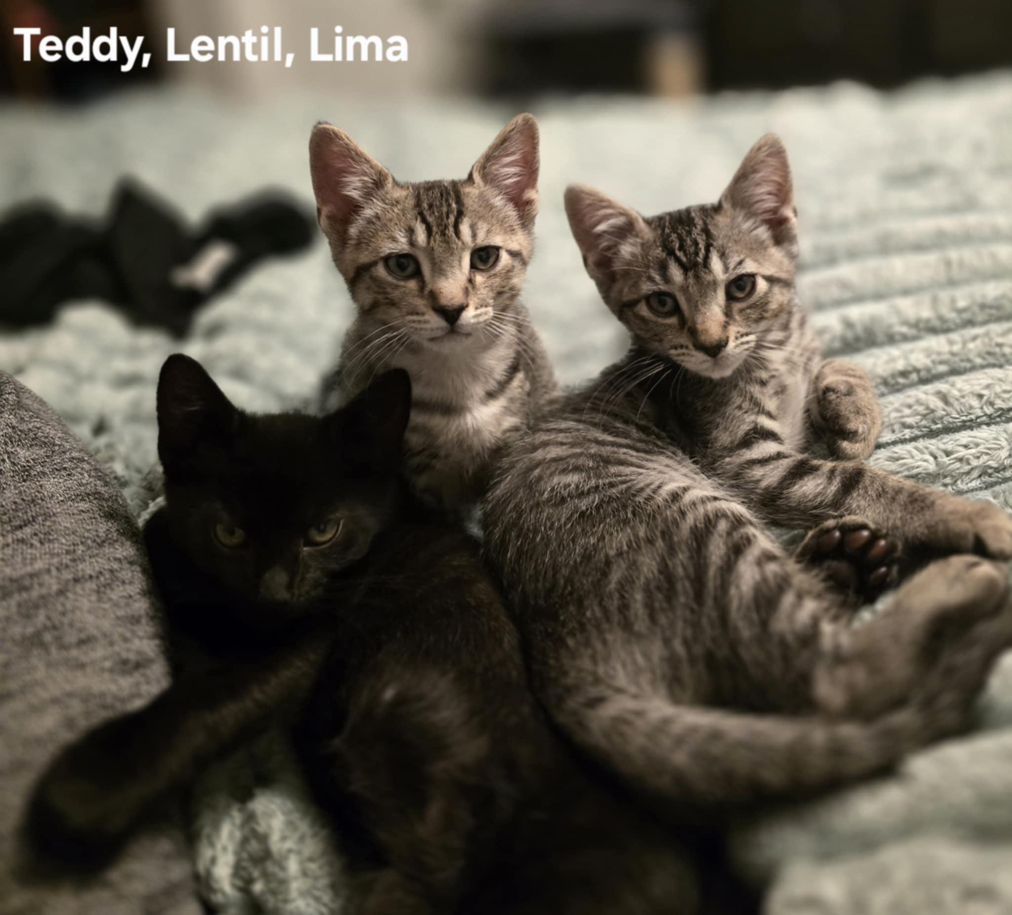 Lentil, a Adoptable mixed breed in Plain City, OH image 2/3