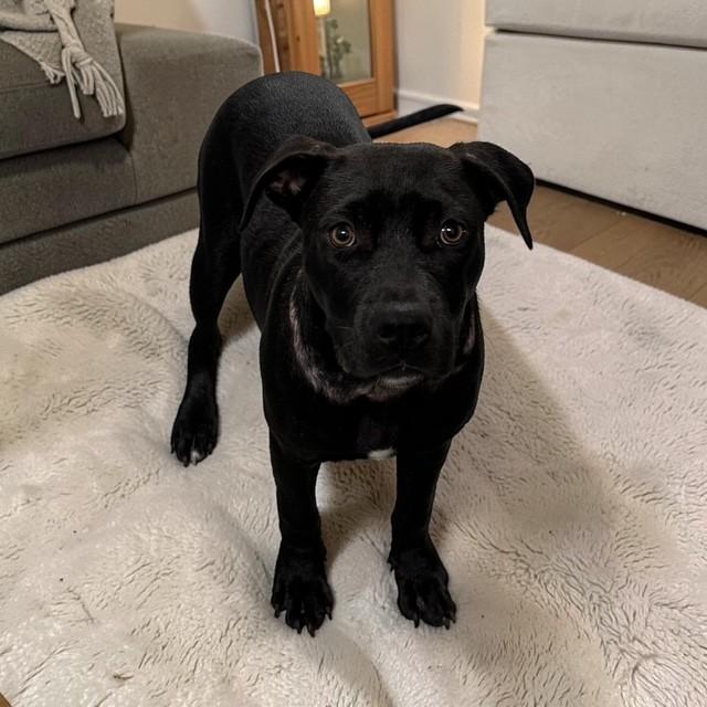 Walker, ADOPTABLE, Puppy Male Black Labrador Retriever.
