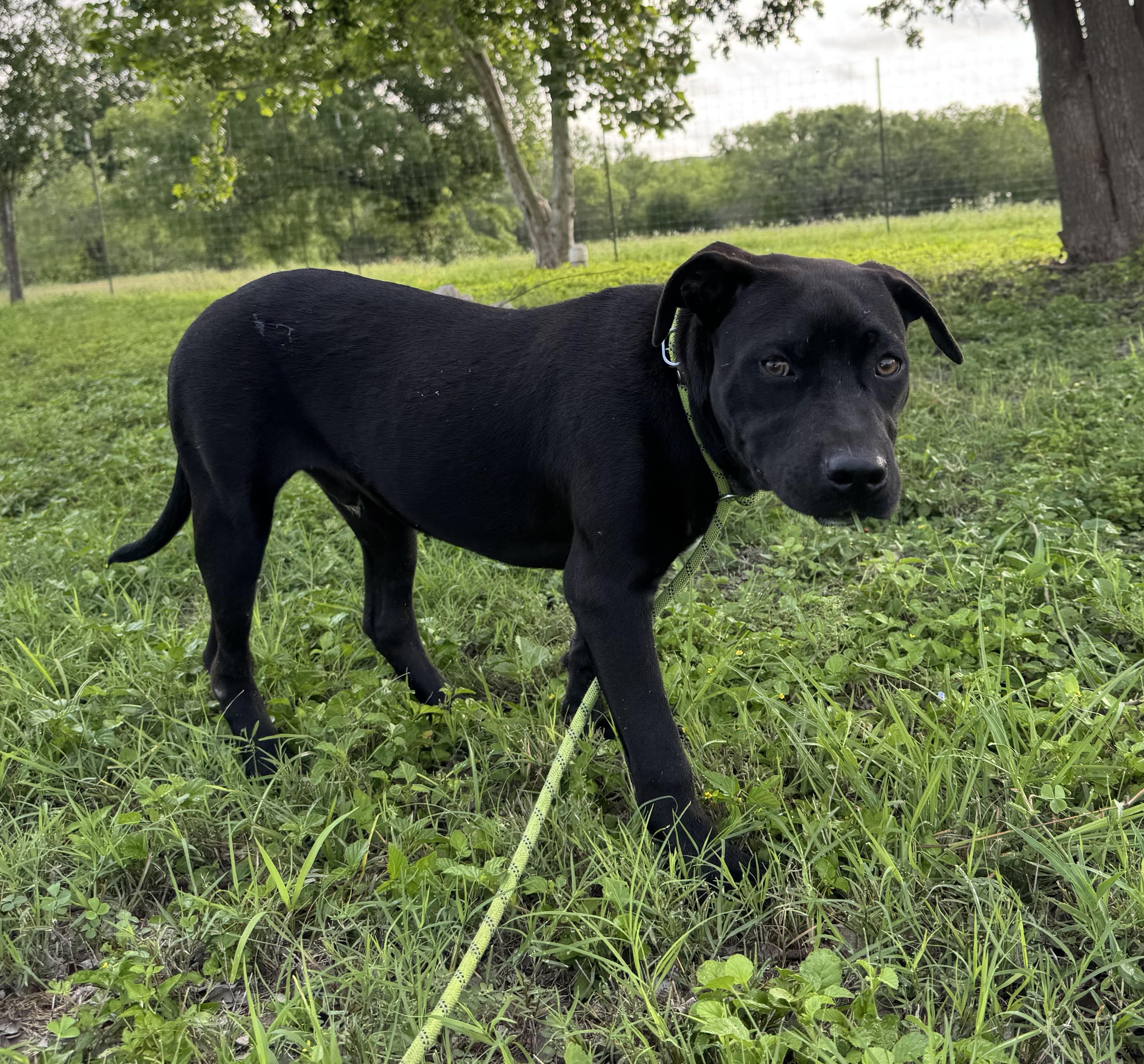 Walker, a ADOPTABLE mixed breed in Williston, VT image 4/4