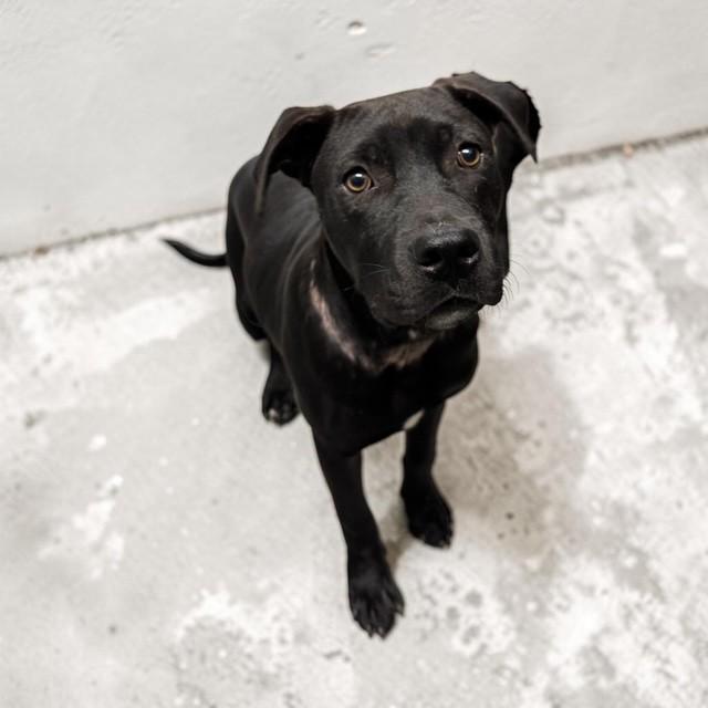 Walker, a ADOPTABLE mixed breed in Williston, VT image 2/4