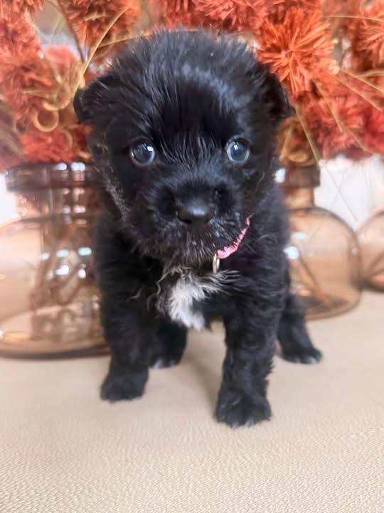 Bindi, an adopted mixed breed in Mount Juliet, TN image 2/4