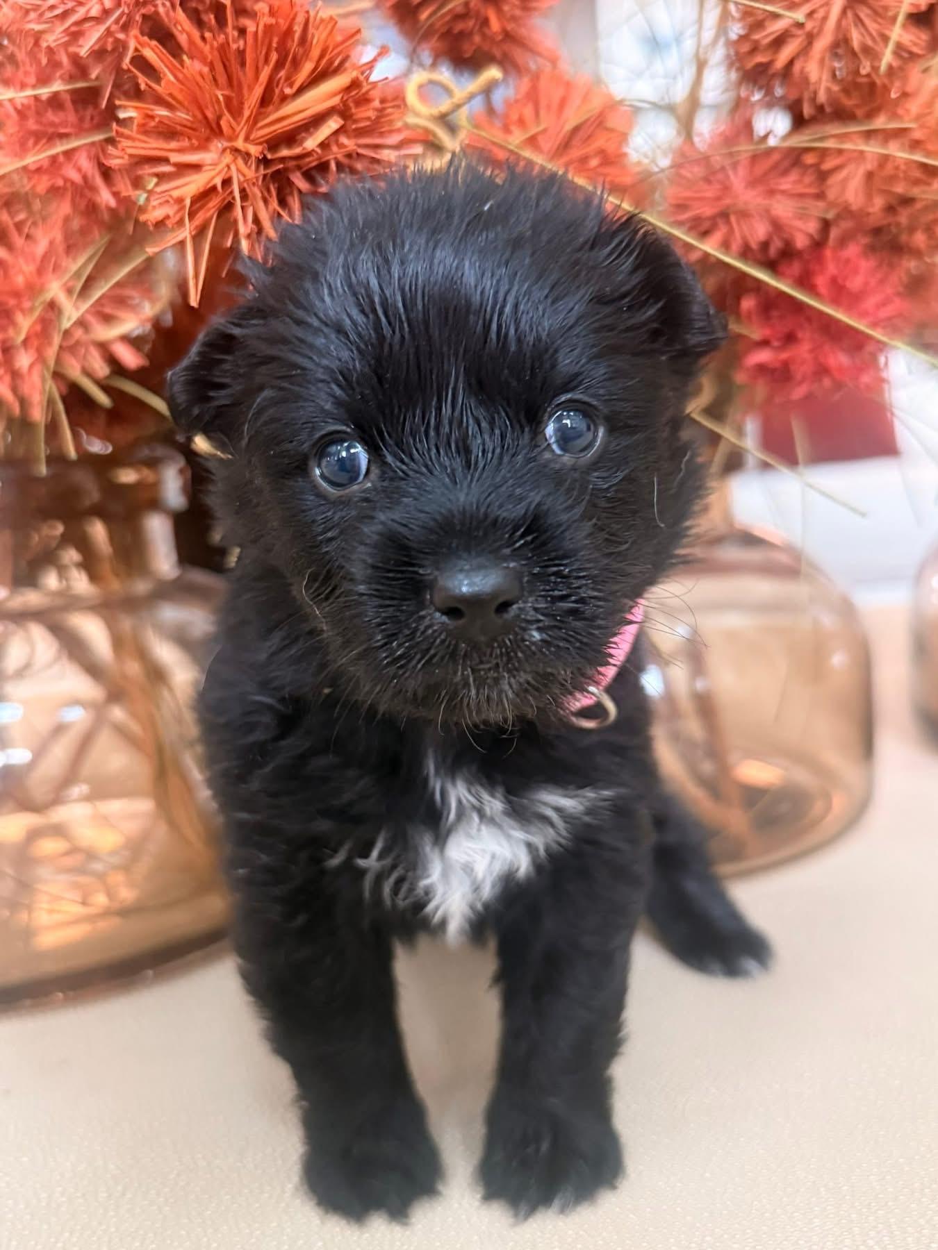 Bindi, adopted, Puppy Female Australian Shepherd.