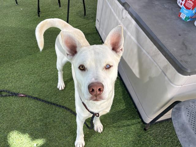 PILSNER, Adoptable, Young Male Siberian Husky & Pit Bull Terrier.