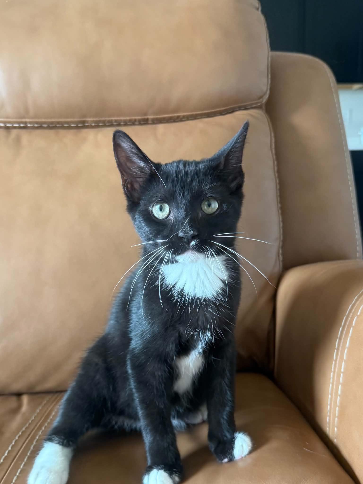 *Wonka, Adoptable, Kitten Male Domestic Short Hair.