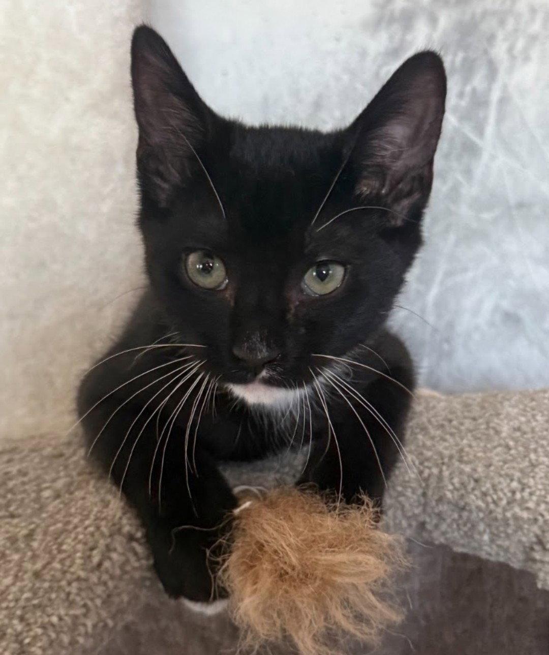 Enlarge *Wonka, a Adoptable Domestic Short Hair in Forest, VA image 2/3
