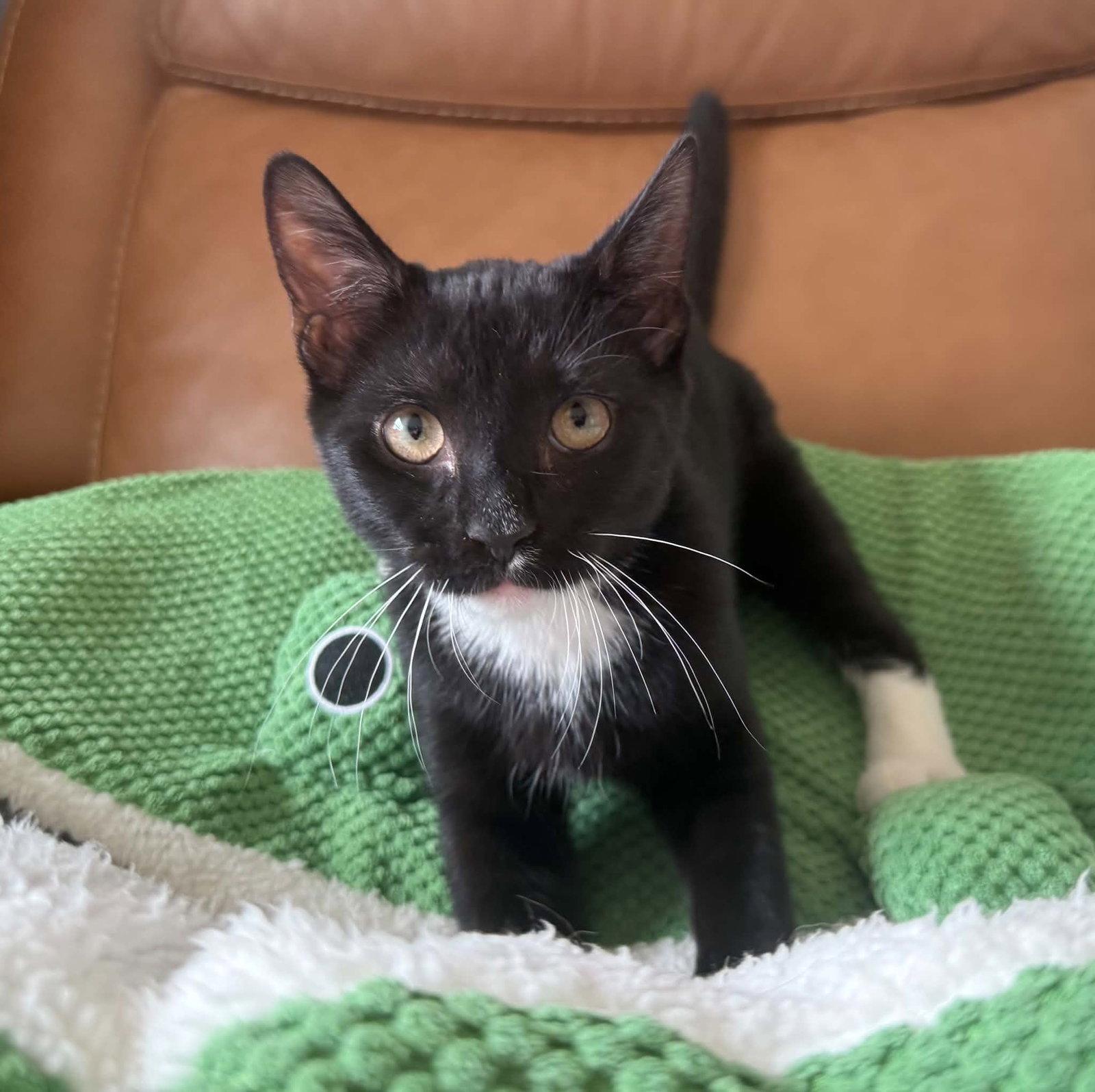 Enlarge *Wonka, a Adoptable Domestic Short Hair in Forest, VA image 3/3