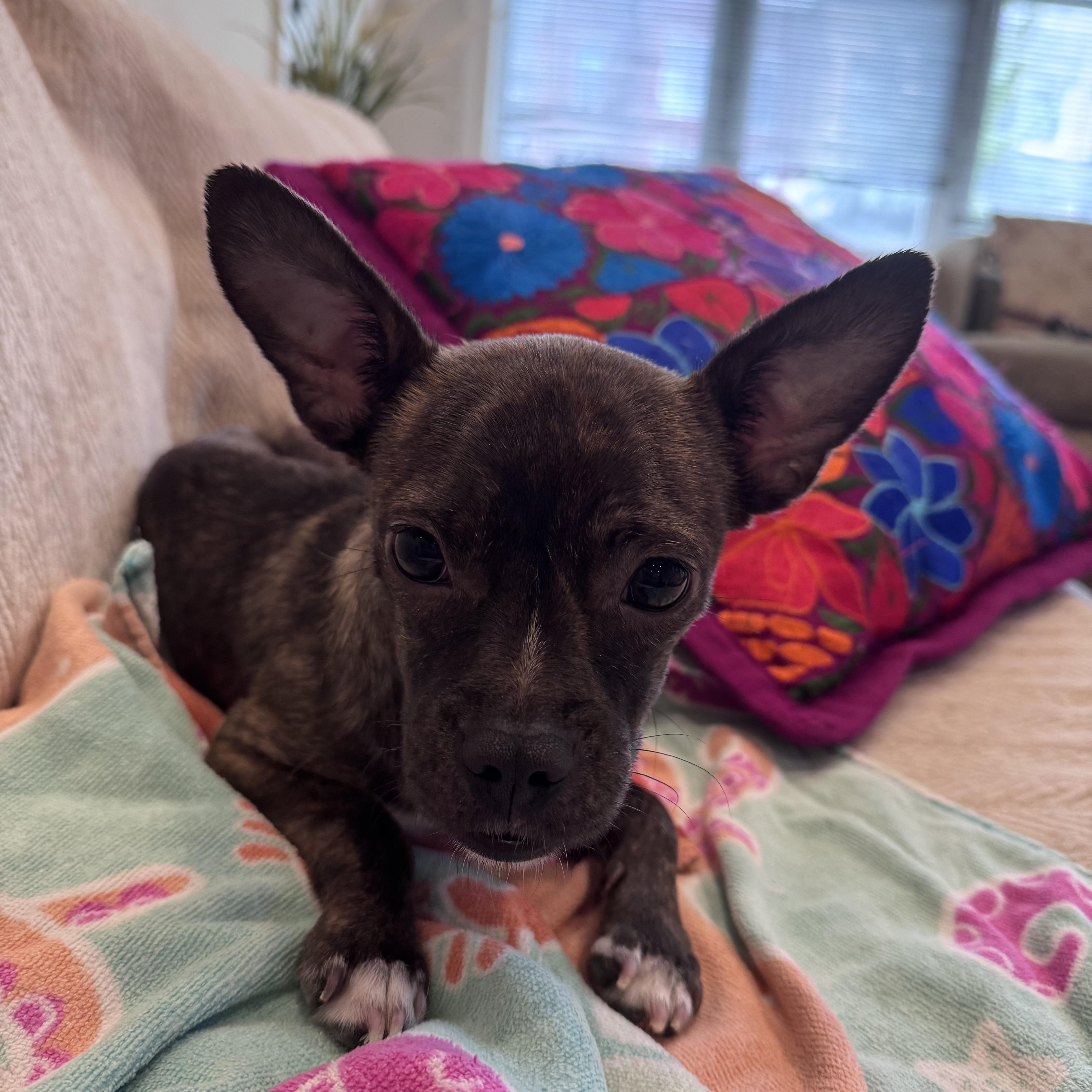 Sassy, a Adoptable mixed breed in Washington, DC image 2/6