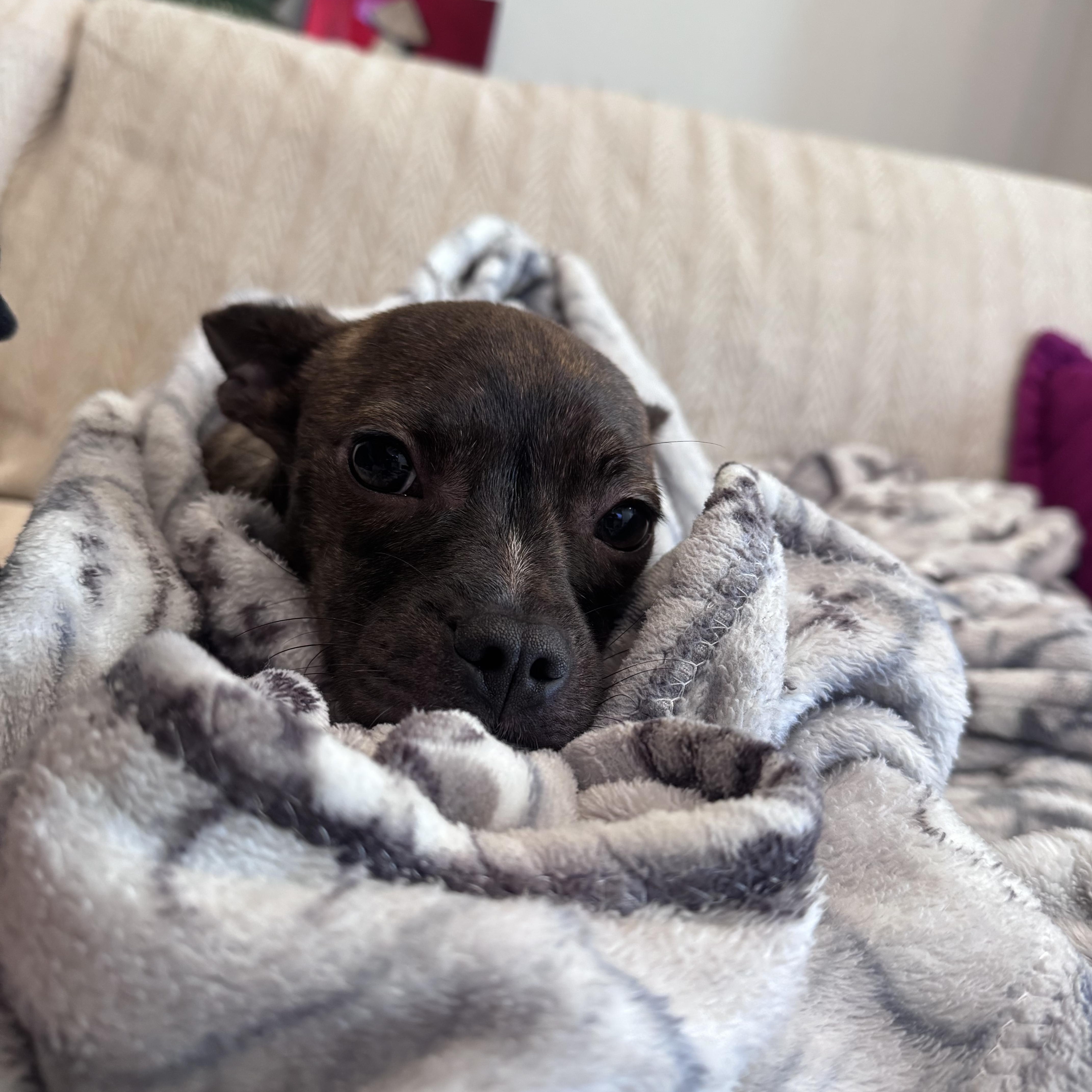 Sassy, a Adoptable mixed breed in Washington, DC image 4/6