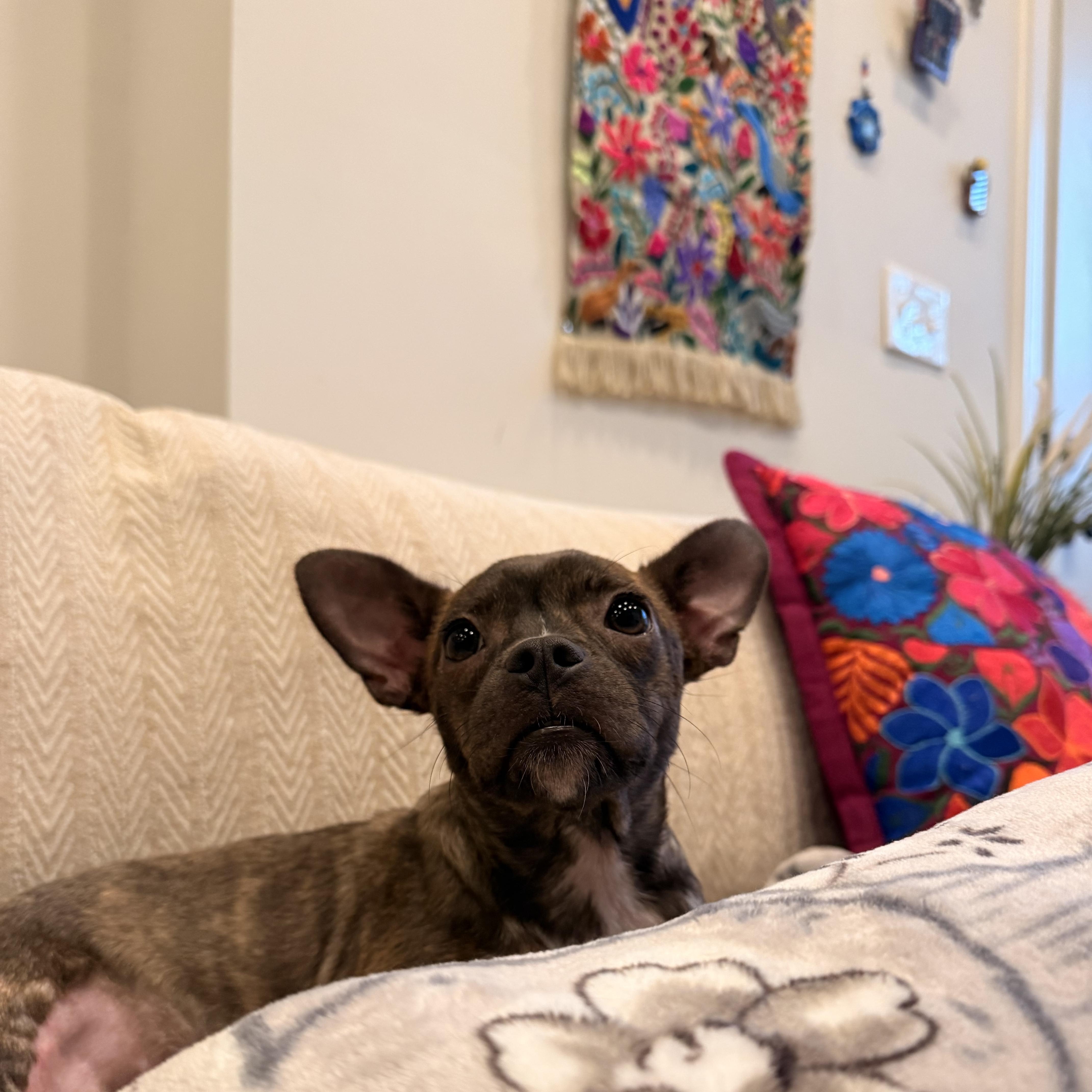 Sassy, a Adoptable mixed breed in Washington, DC image 5/6